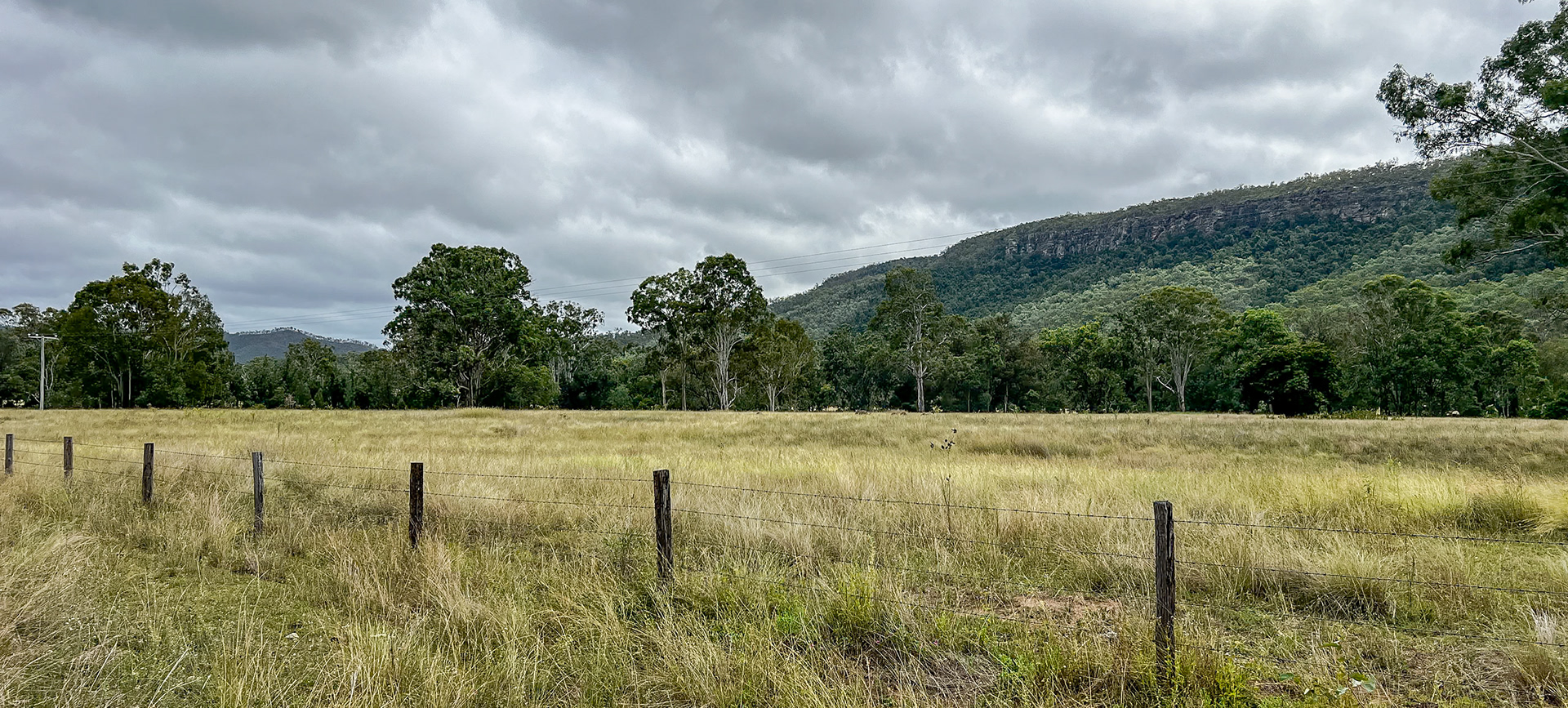 Emus near Monto