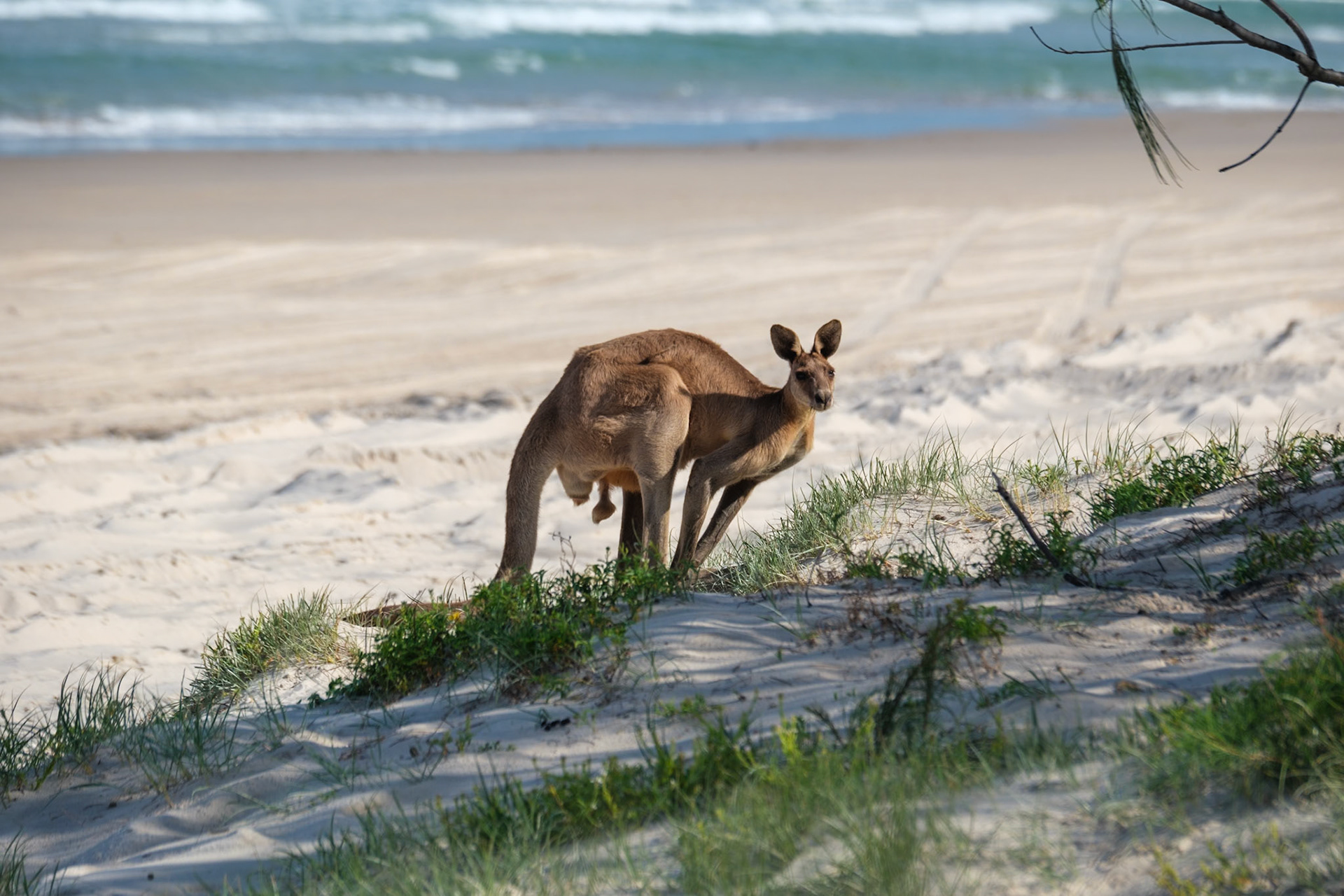 Kangaroos on the beach - Bribie Island National Park