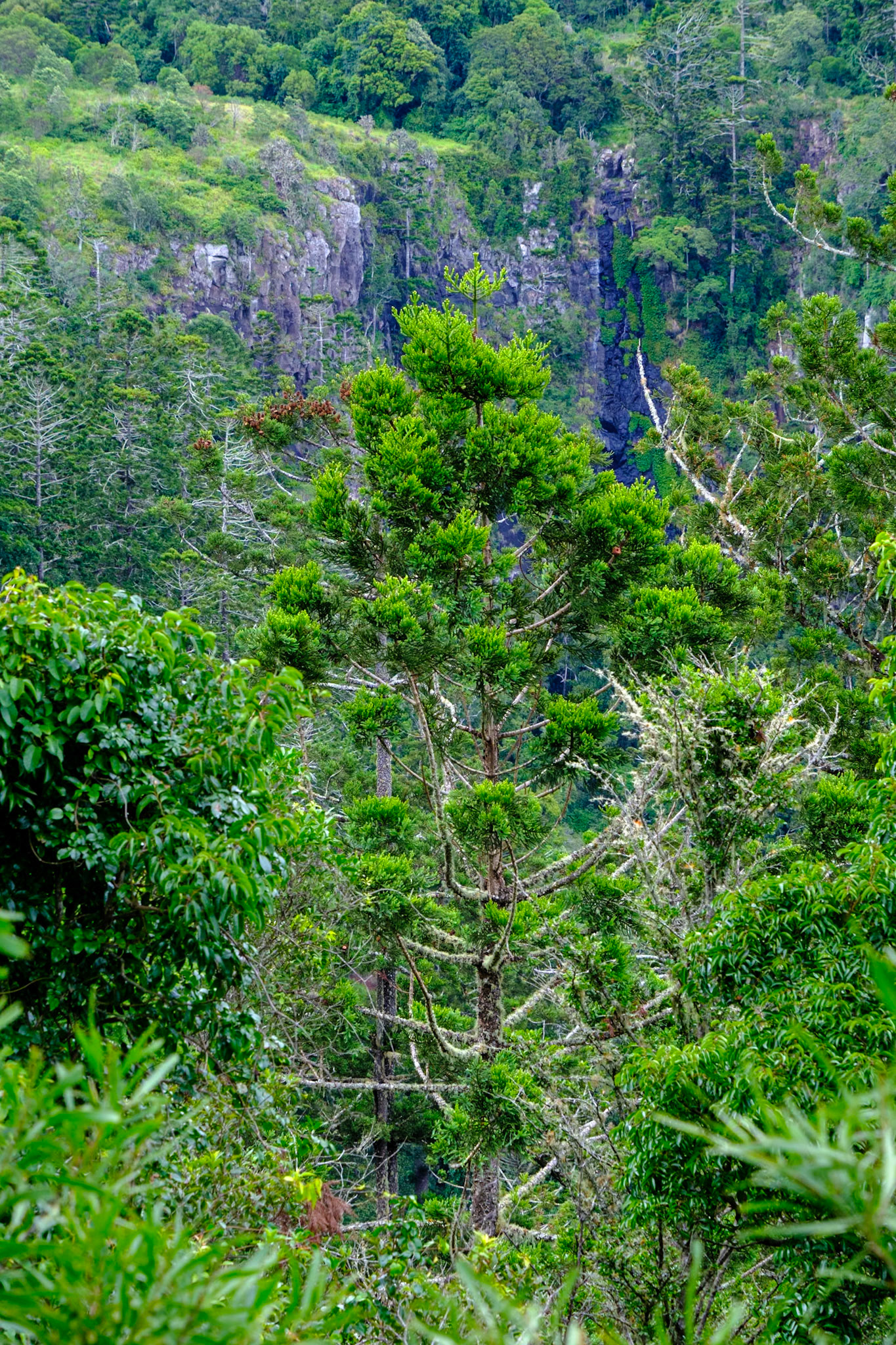On the Paradise Falls walk