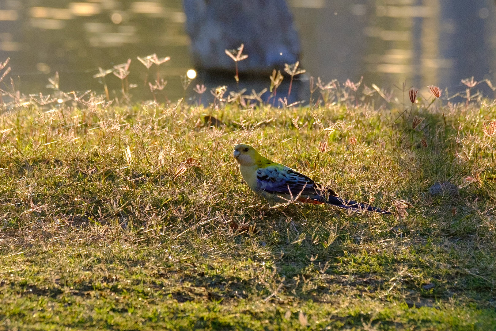 At Lara Wetlands - Pale-headed Rosella