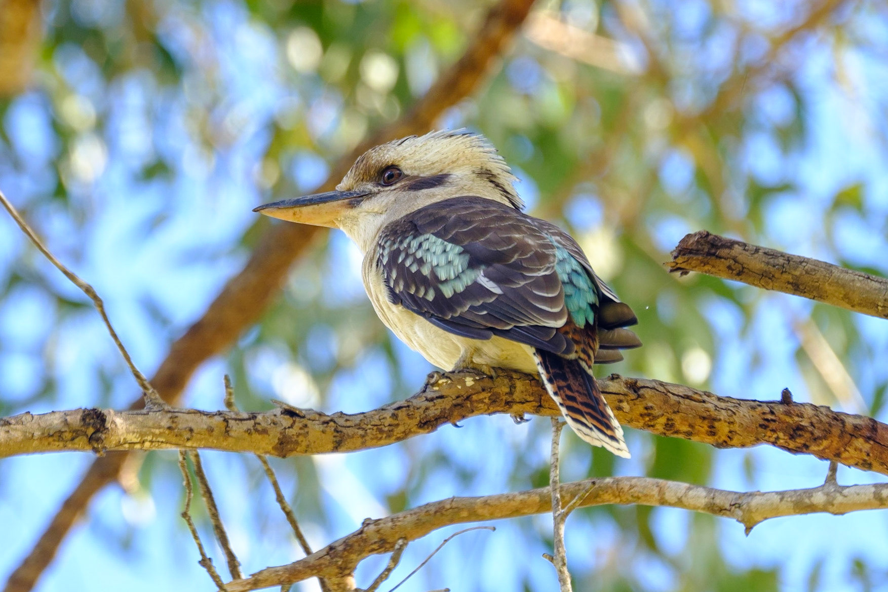 Blue Winged Kookaburra