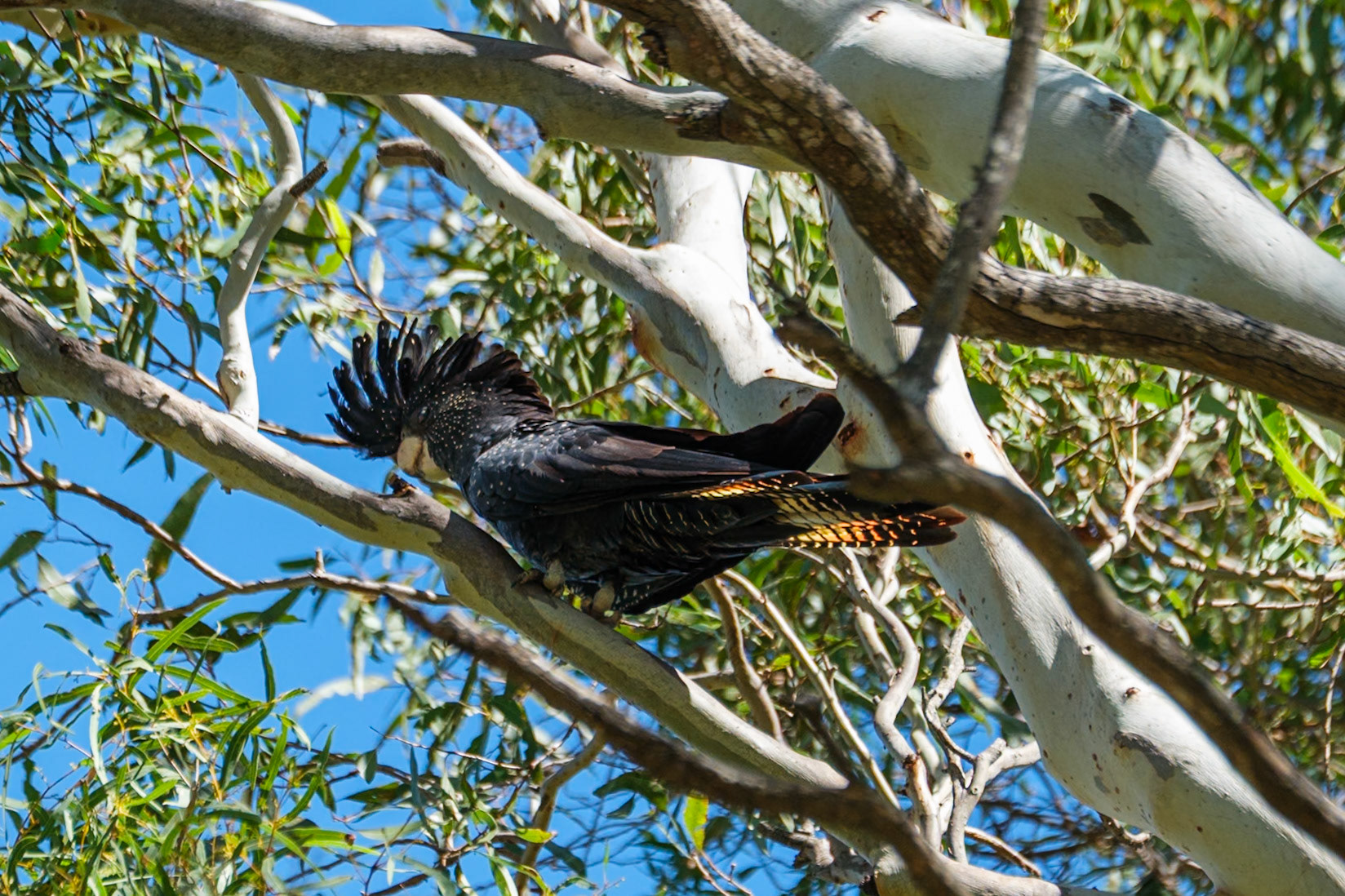 Red-Tailed Black Cockatoo - Cania Gorge