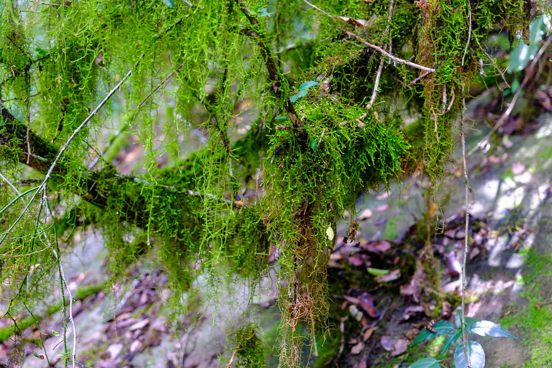 In Cania Gorge