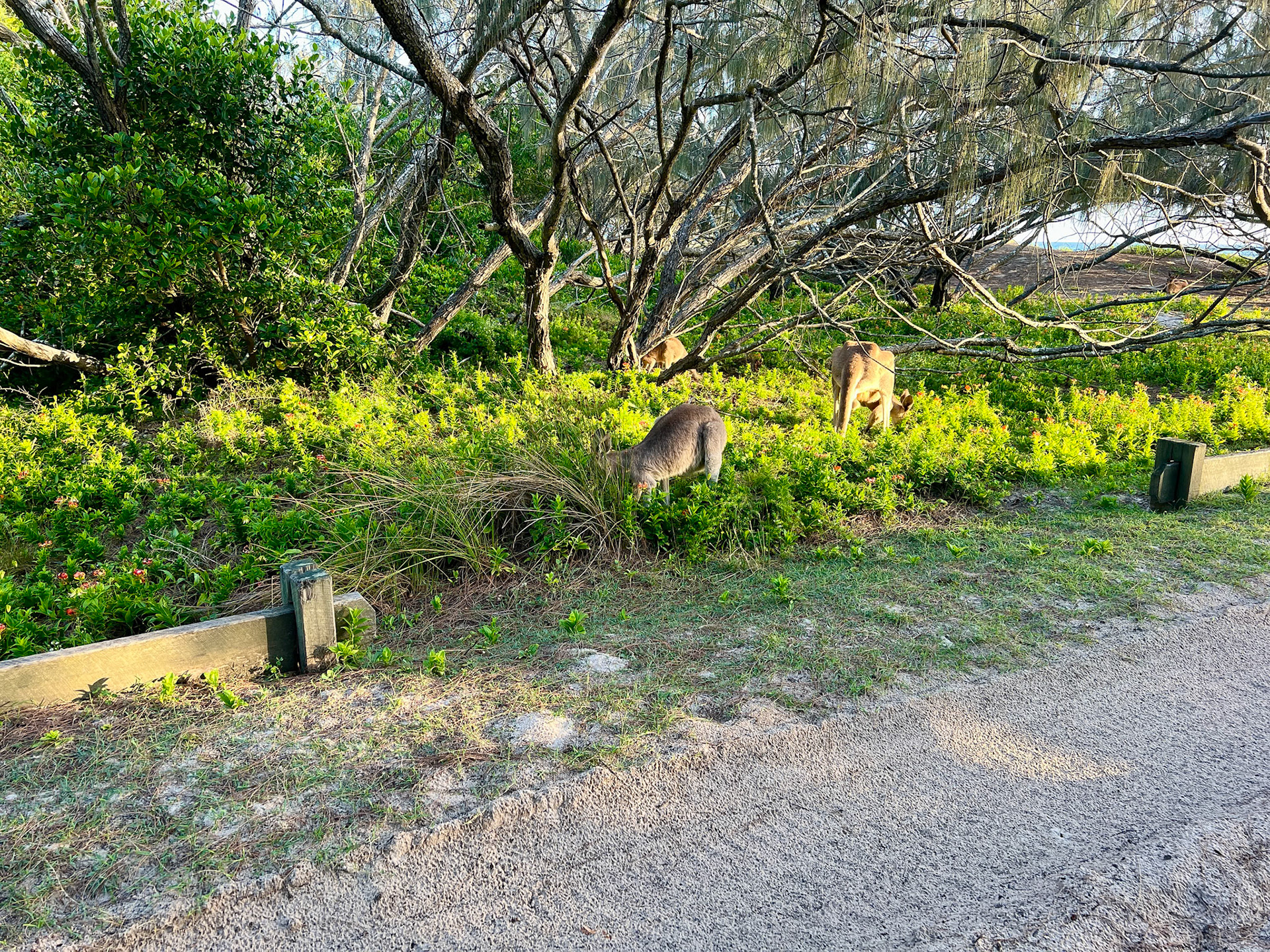 Kangaroos - Bribie Island National Park