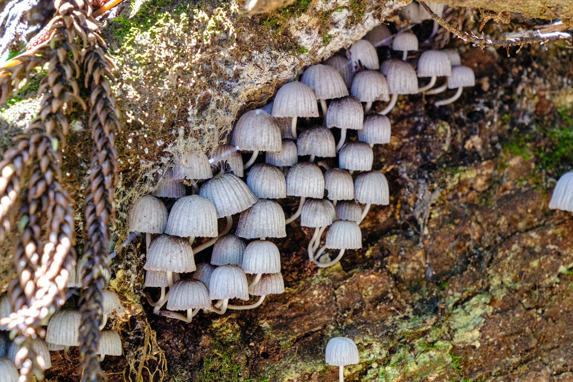 Fungi on the Paradise Falls walk