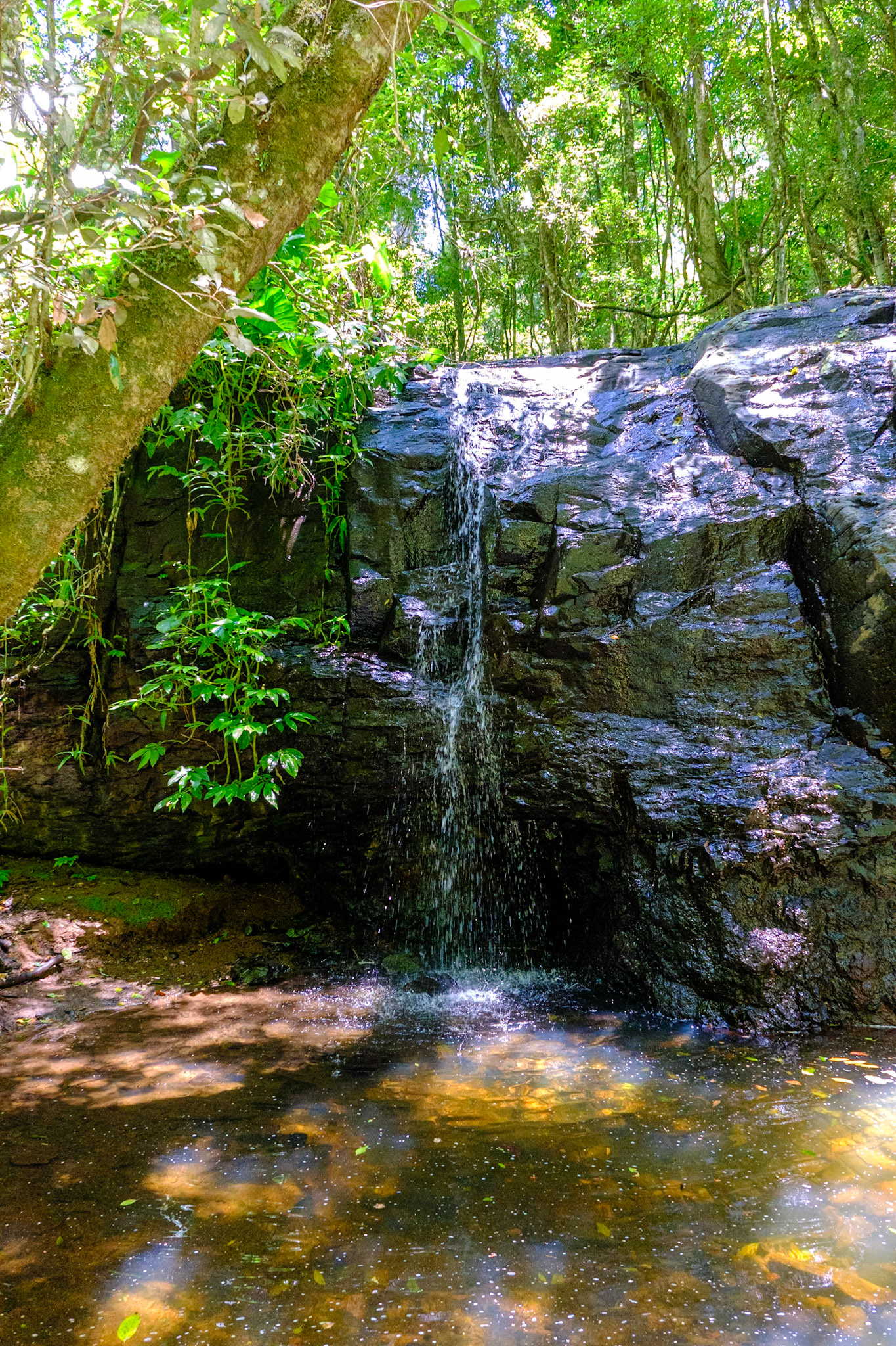 On the Paradise Falls walk - Little Falls