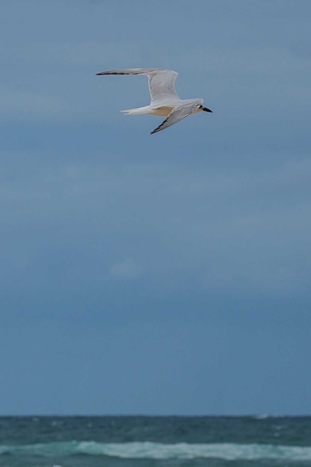 Terns in Flight at Teewah Beach