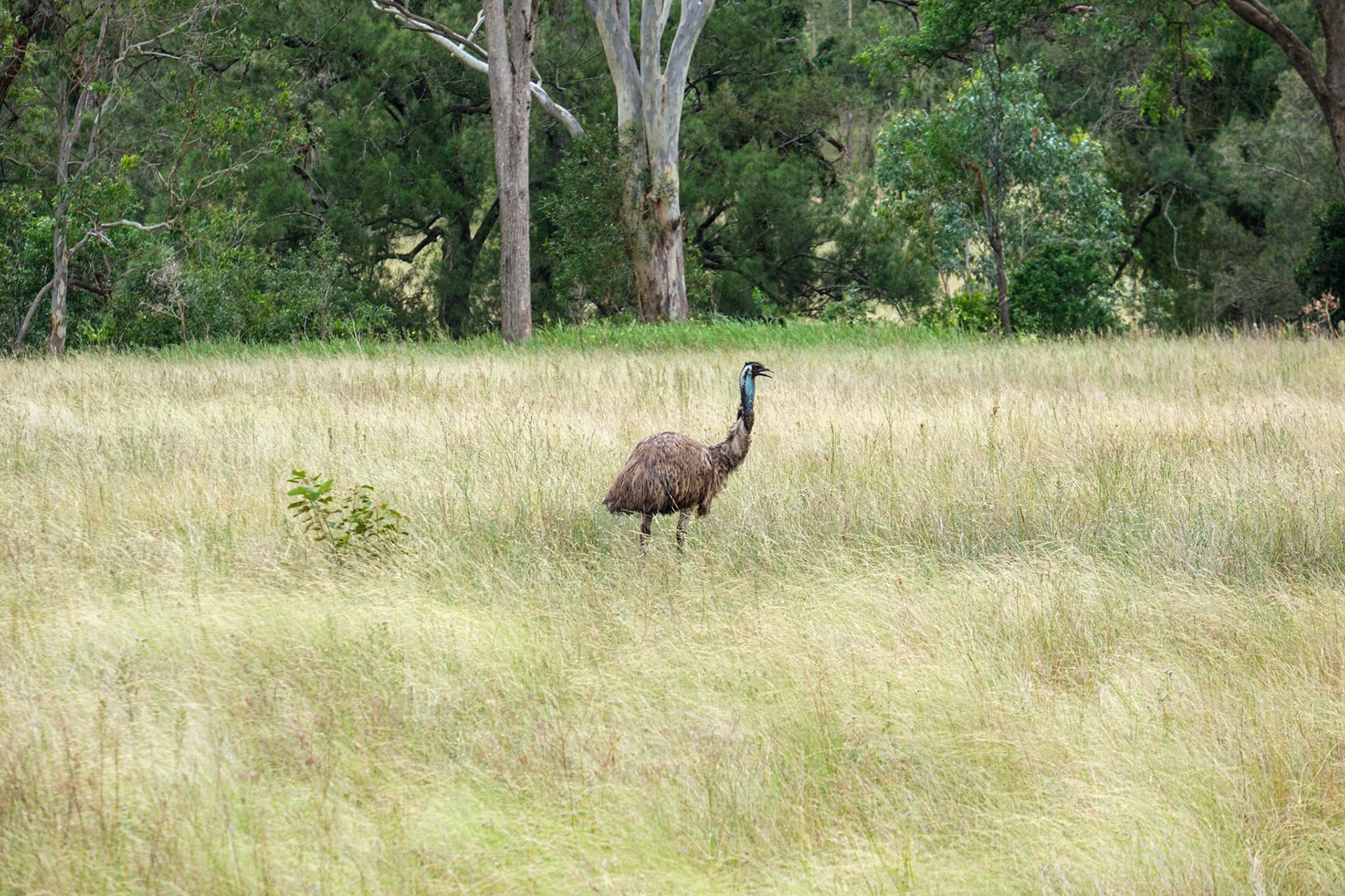 Emus near Monto