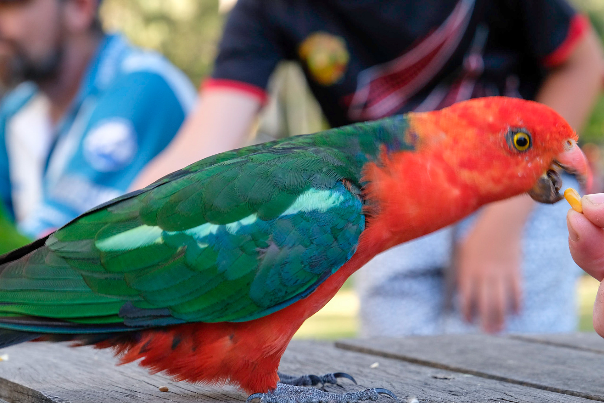 Daily bird feeding