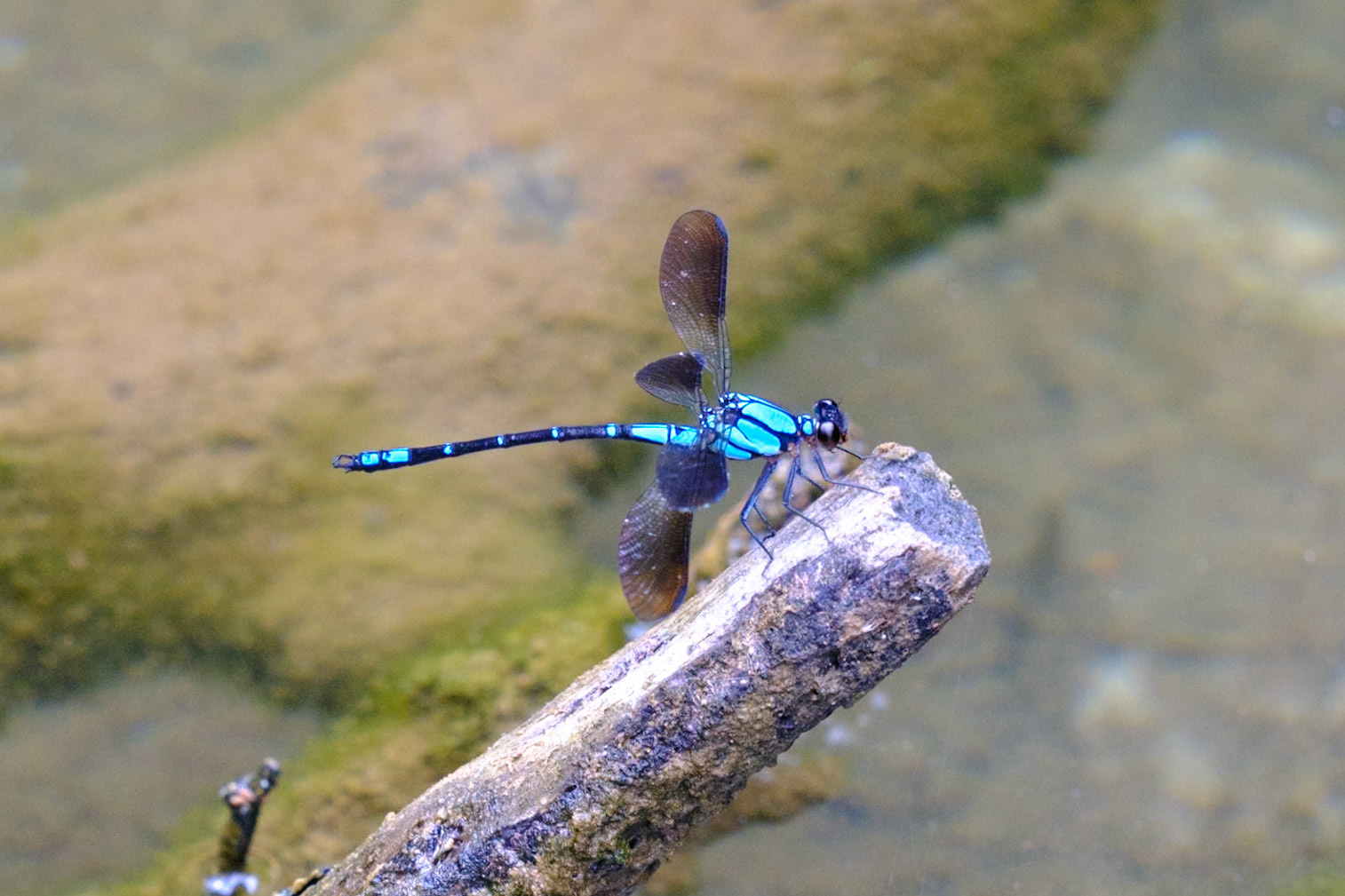Sapphire Rockmaster Dragonfly - Bouloumba Creek, Conandale National Park