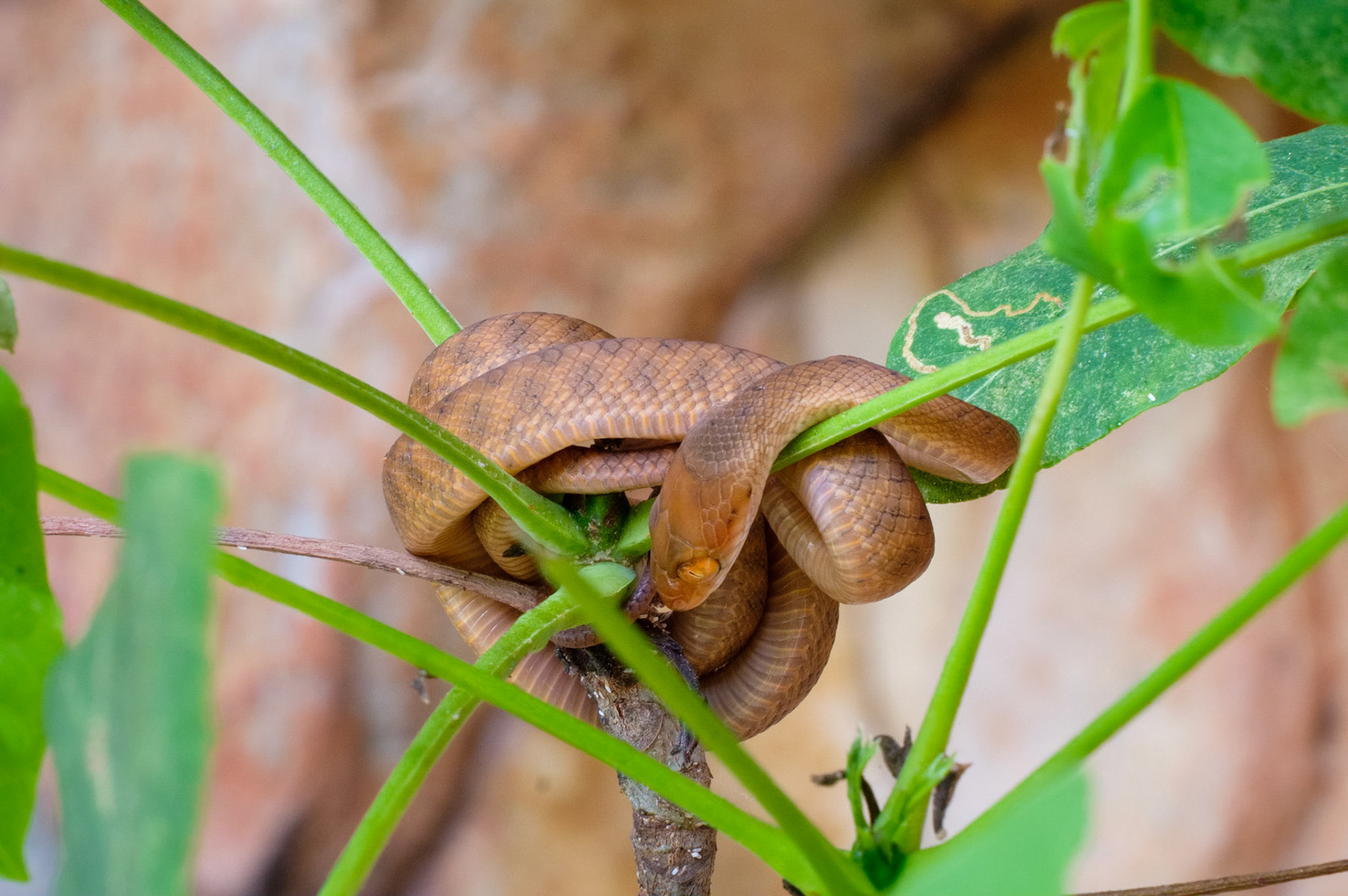 Cania Gorge - Brown Tree Snake
