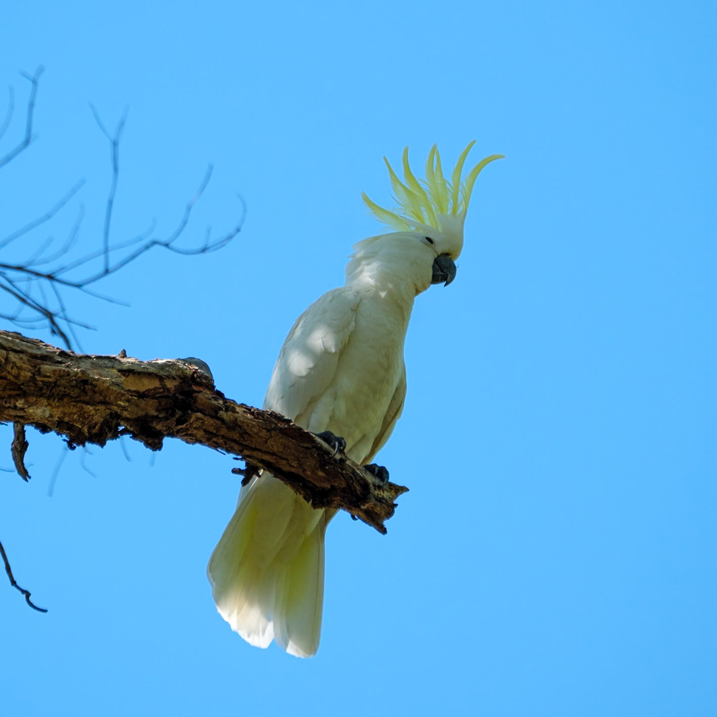 Sulphur-Crested Cockatoo - Cania Gorge