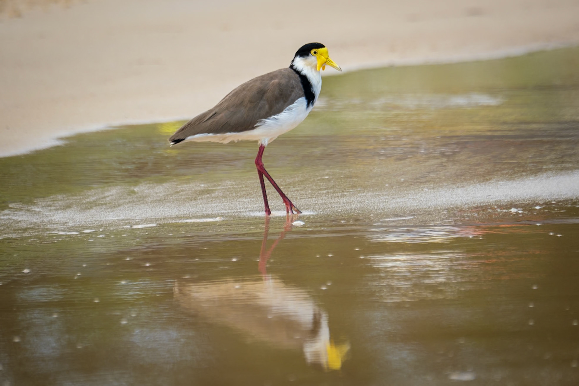 Masked lapwing, Moreton Island