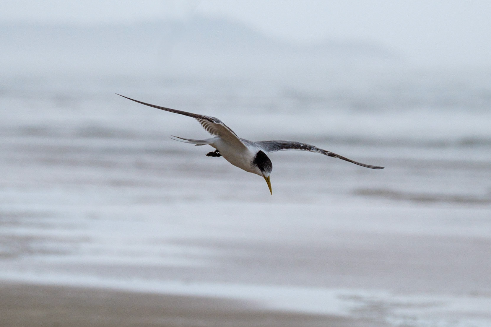 Terns on Teewah Beach