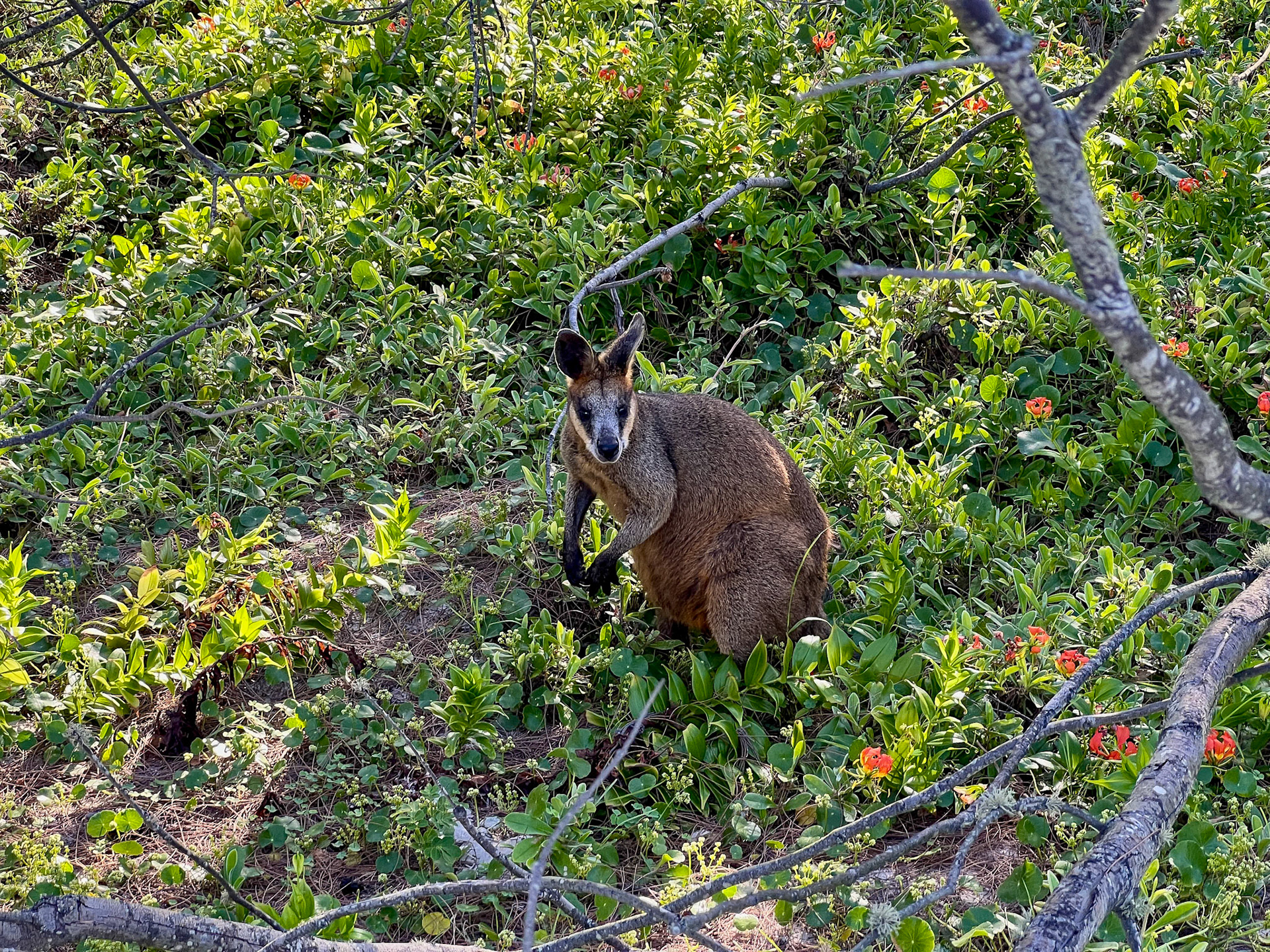 Wallaby - Bribie Island National Park