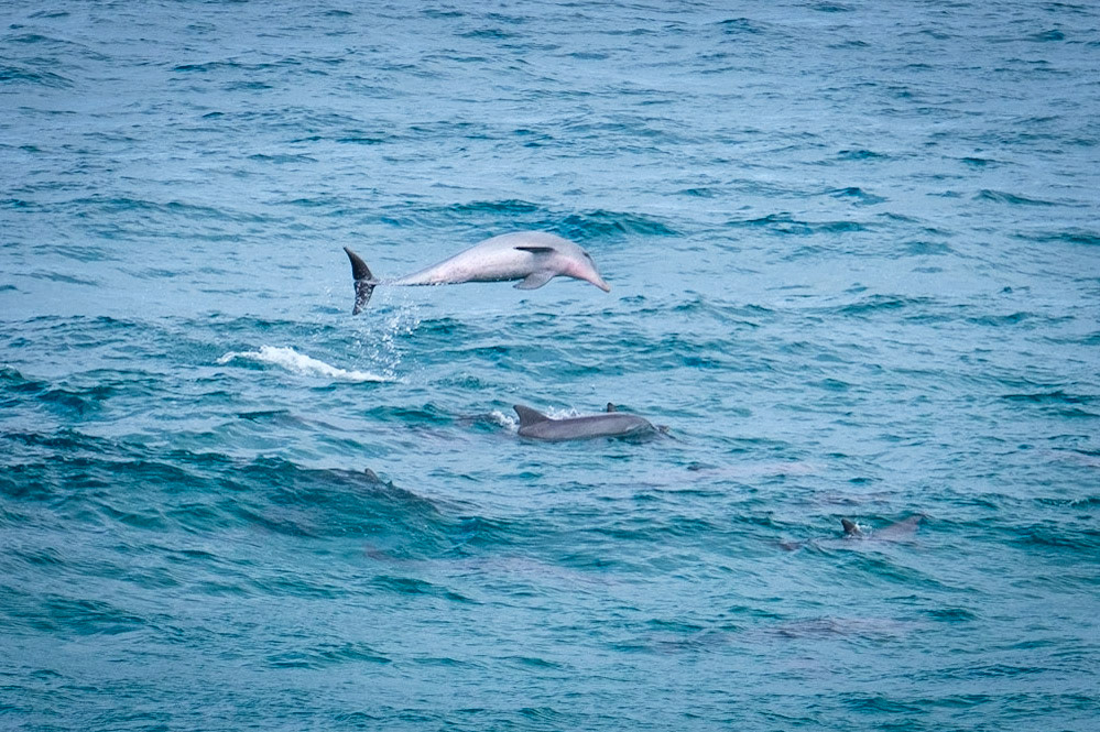 Dolphins at Fingal Head