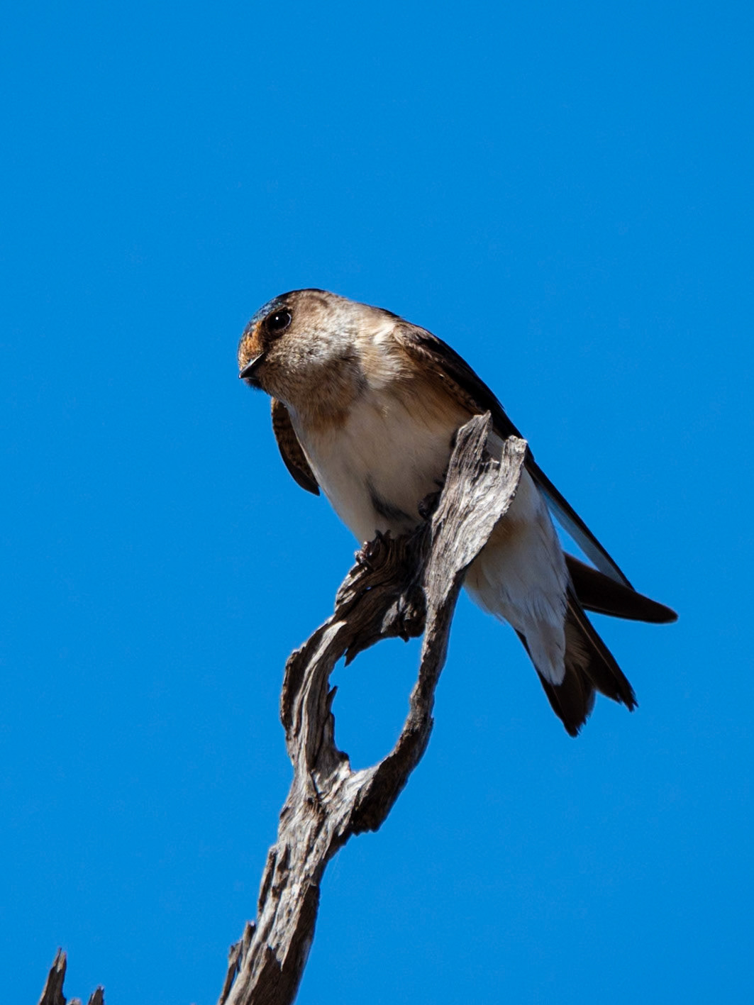 At Lara Wetlands - Tree Martin