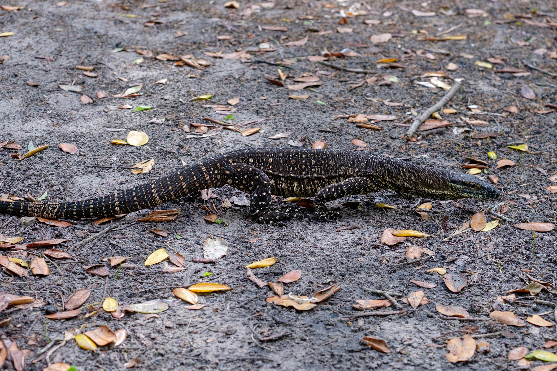 A goanna wanders through