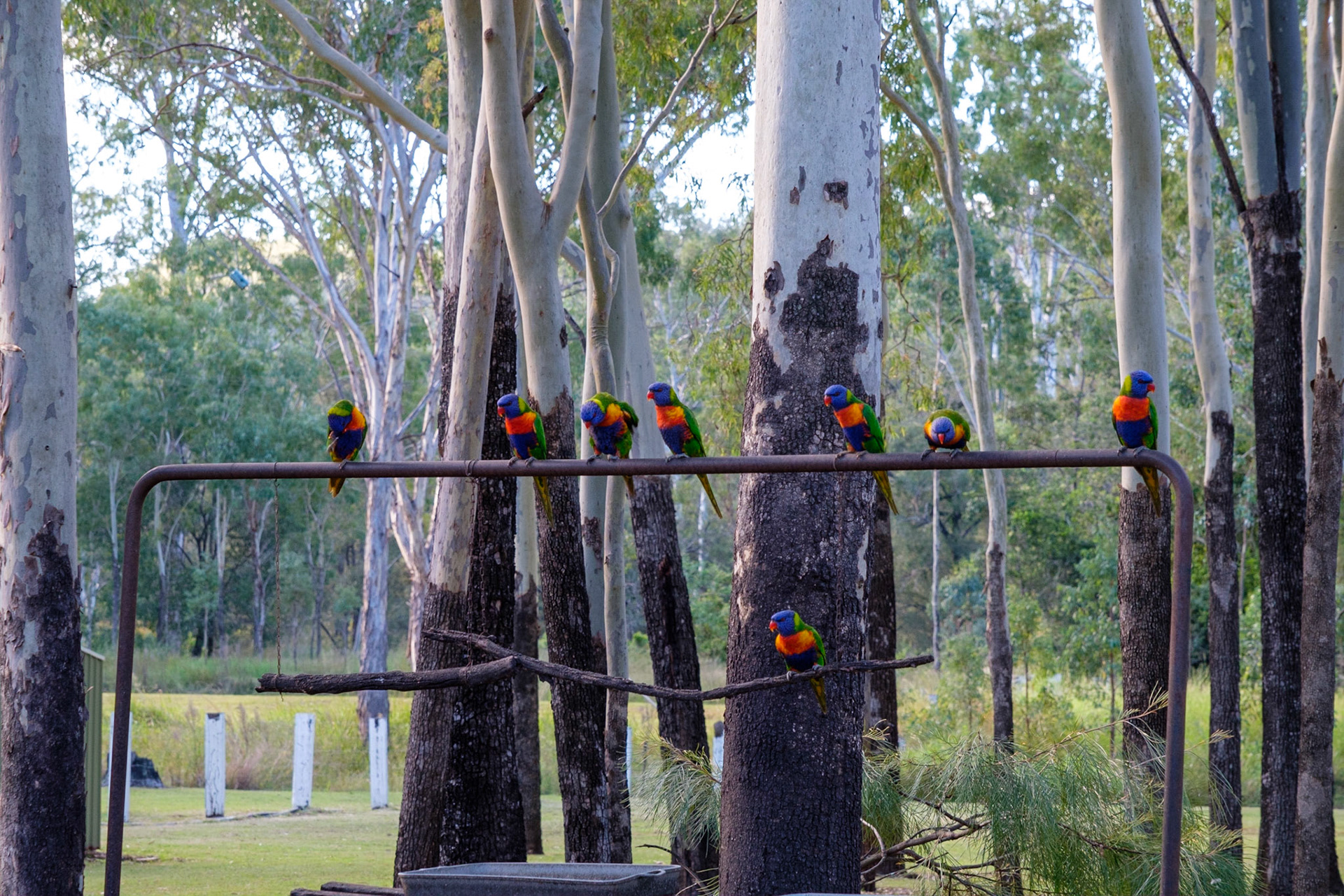 Daily bird feeding
