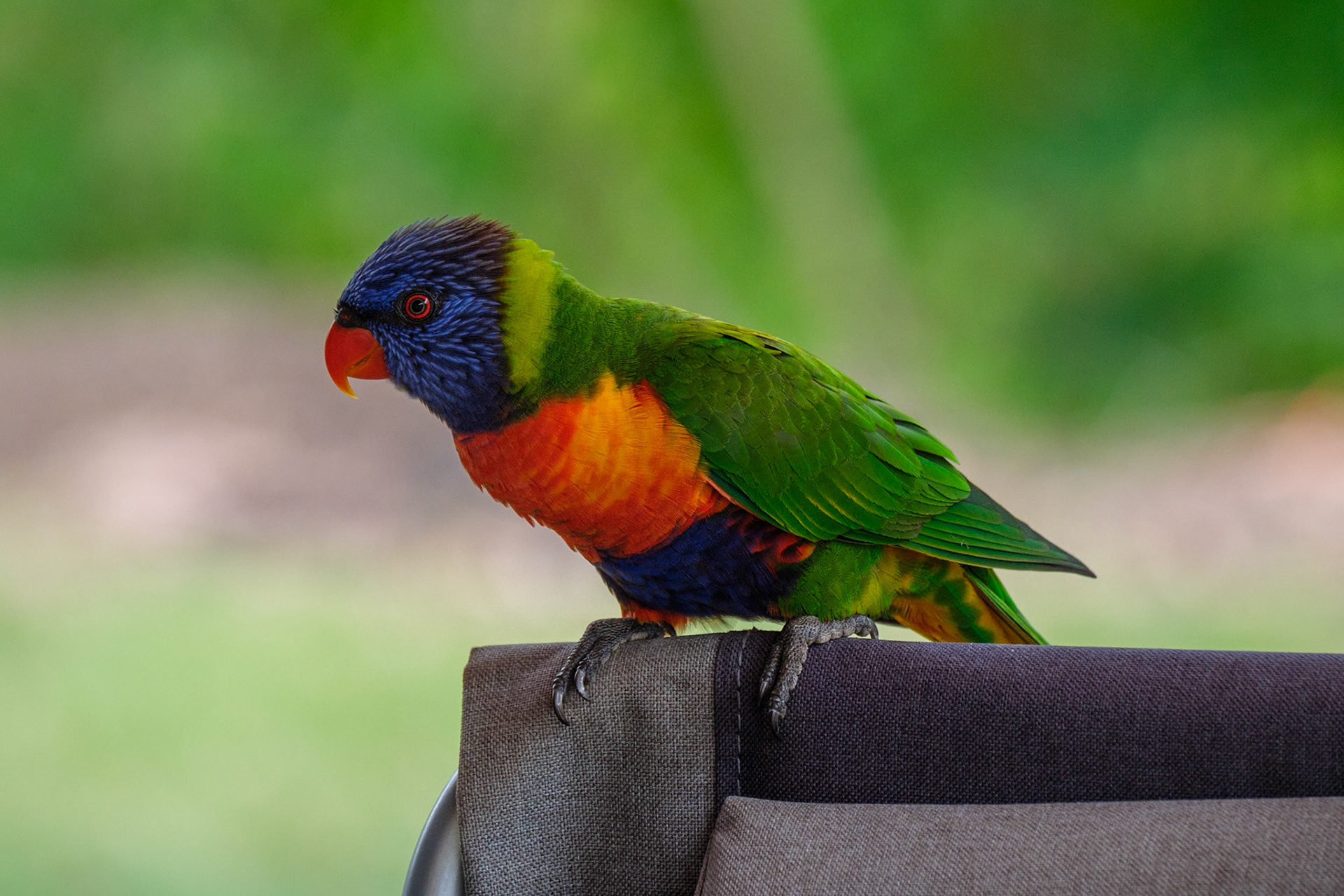 Rainbow Lorikeet - Cania Gorge