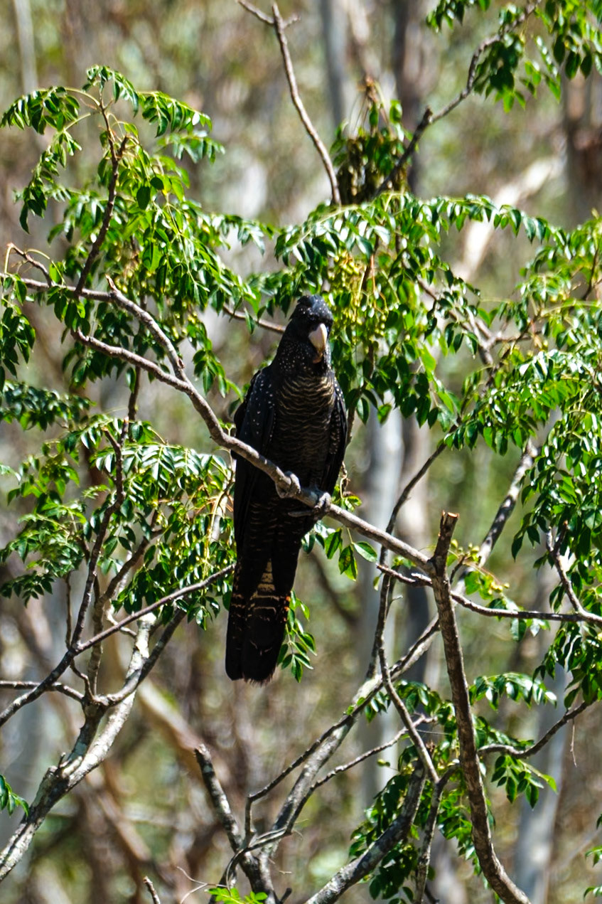 Red-Tailed Black Cockatoo - Cania Gorge