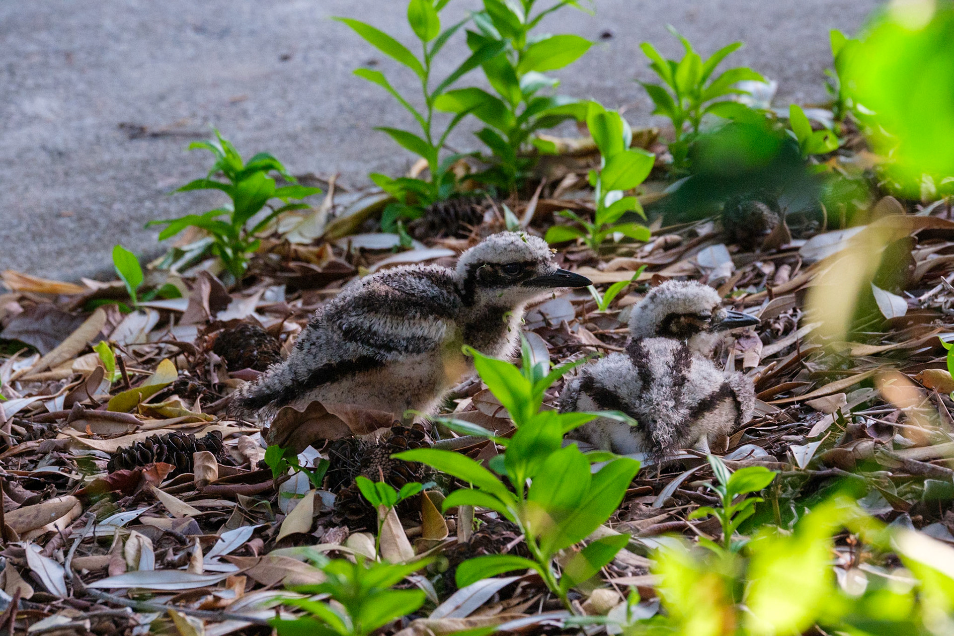 Bush Stone Curlew & chicks - Bribie Island National Park