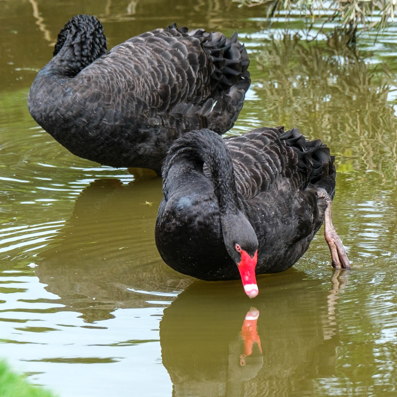At Lake Alford