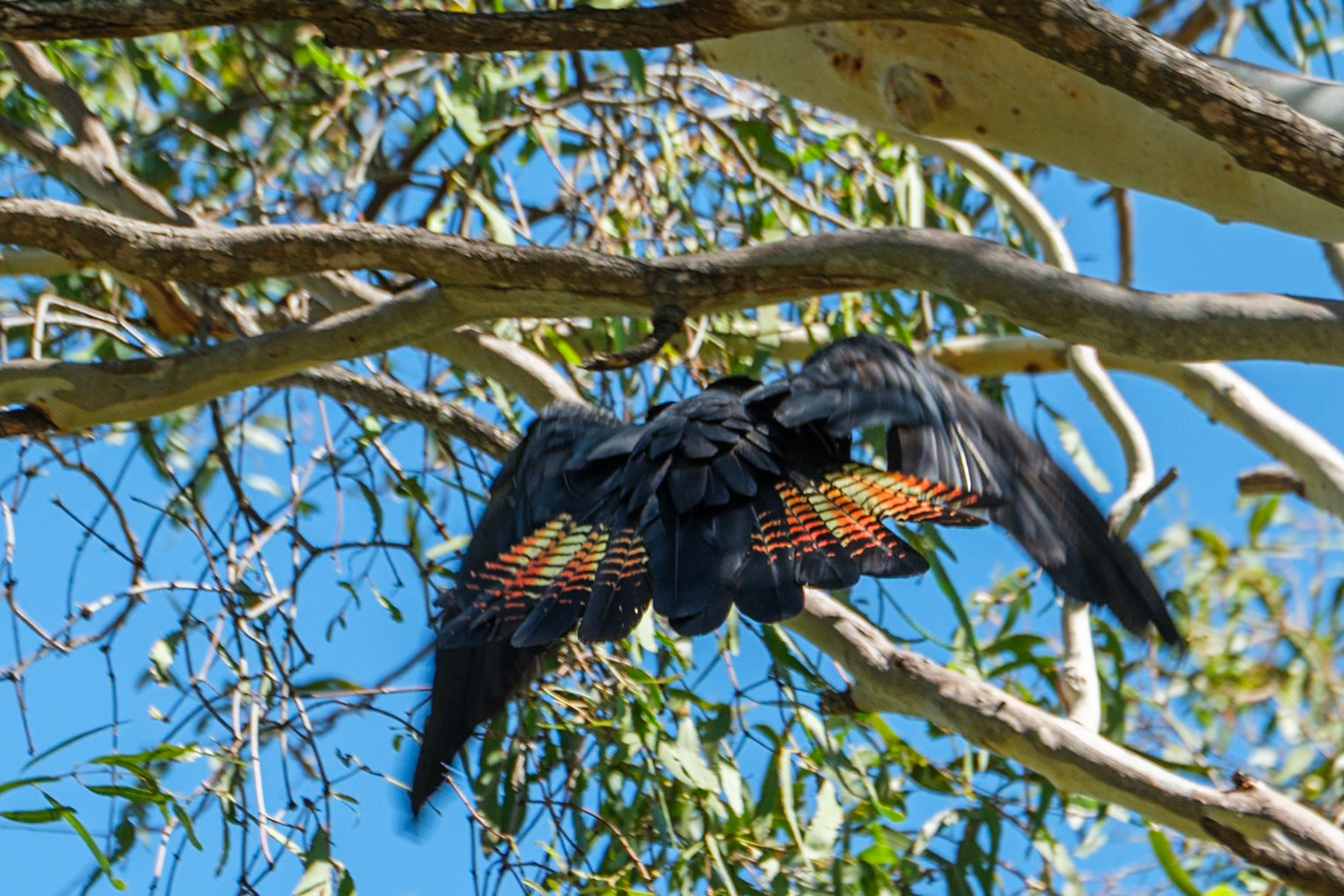 Red-Tailed Black Cockatoo - Cania Gorge