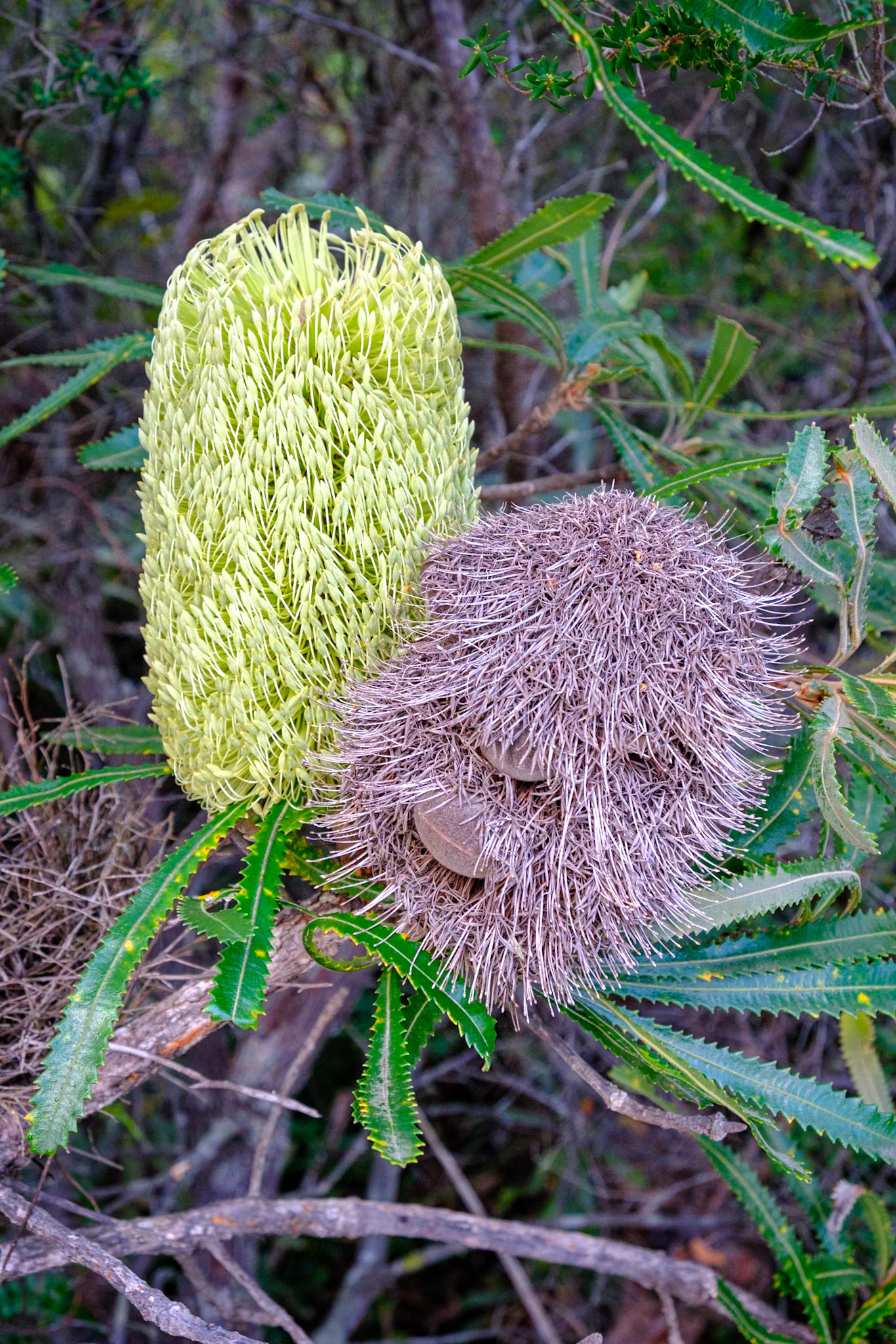 At Minbanba-Black Rocks - Banksia