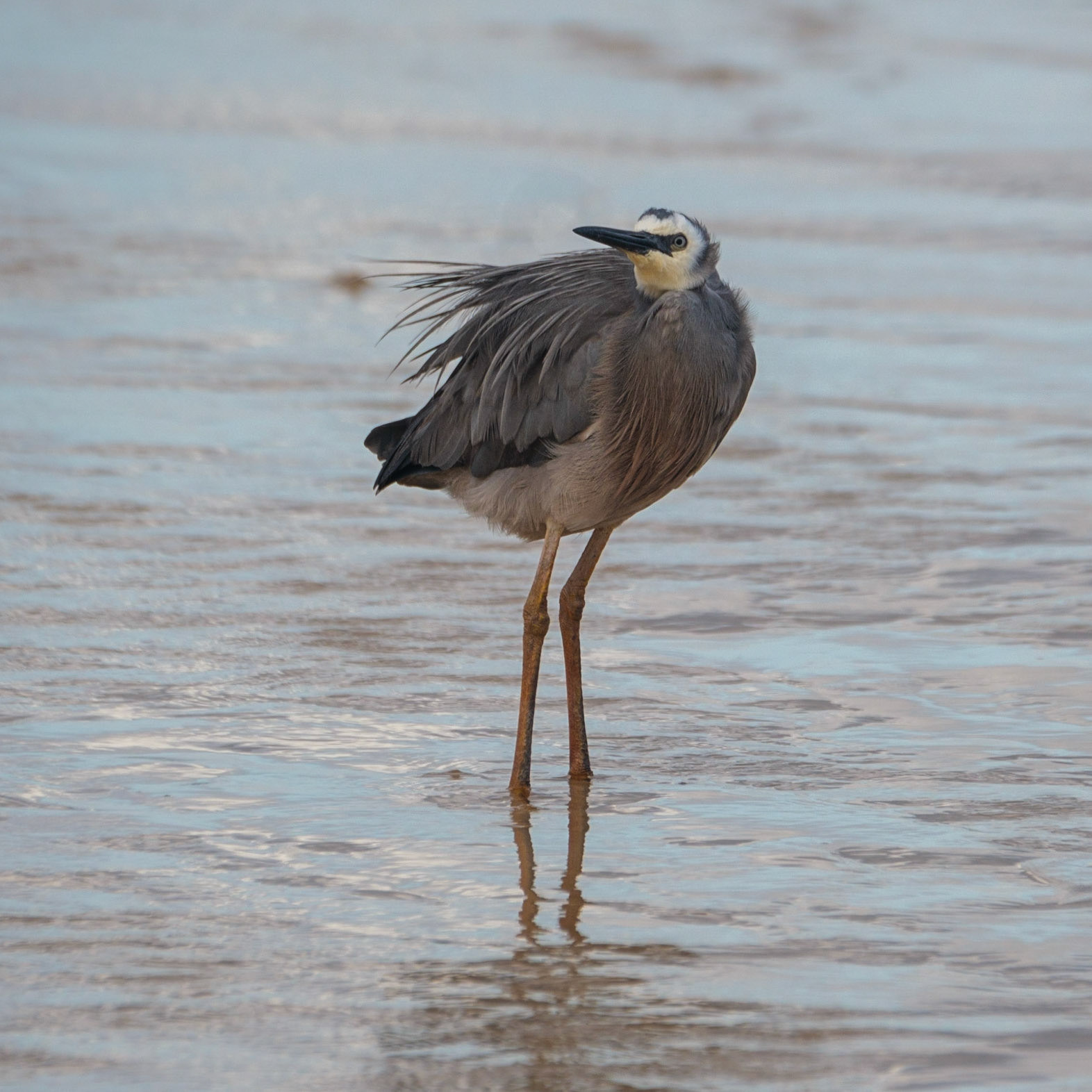 Grey Heron on Teewah Beach