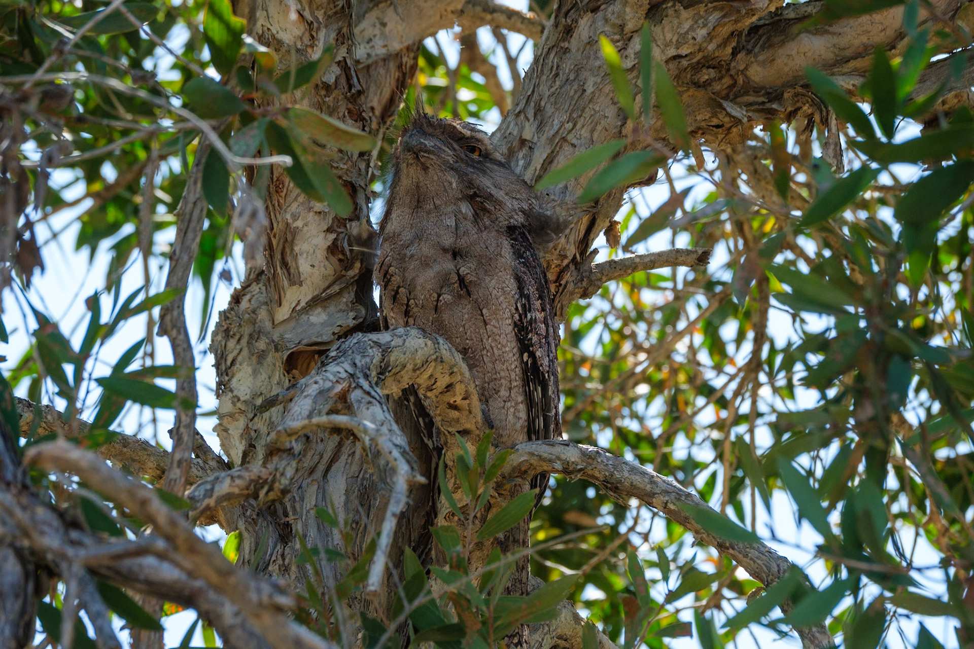 Tawny Frogmouth - Bargara