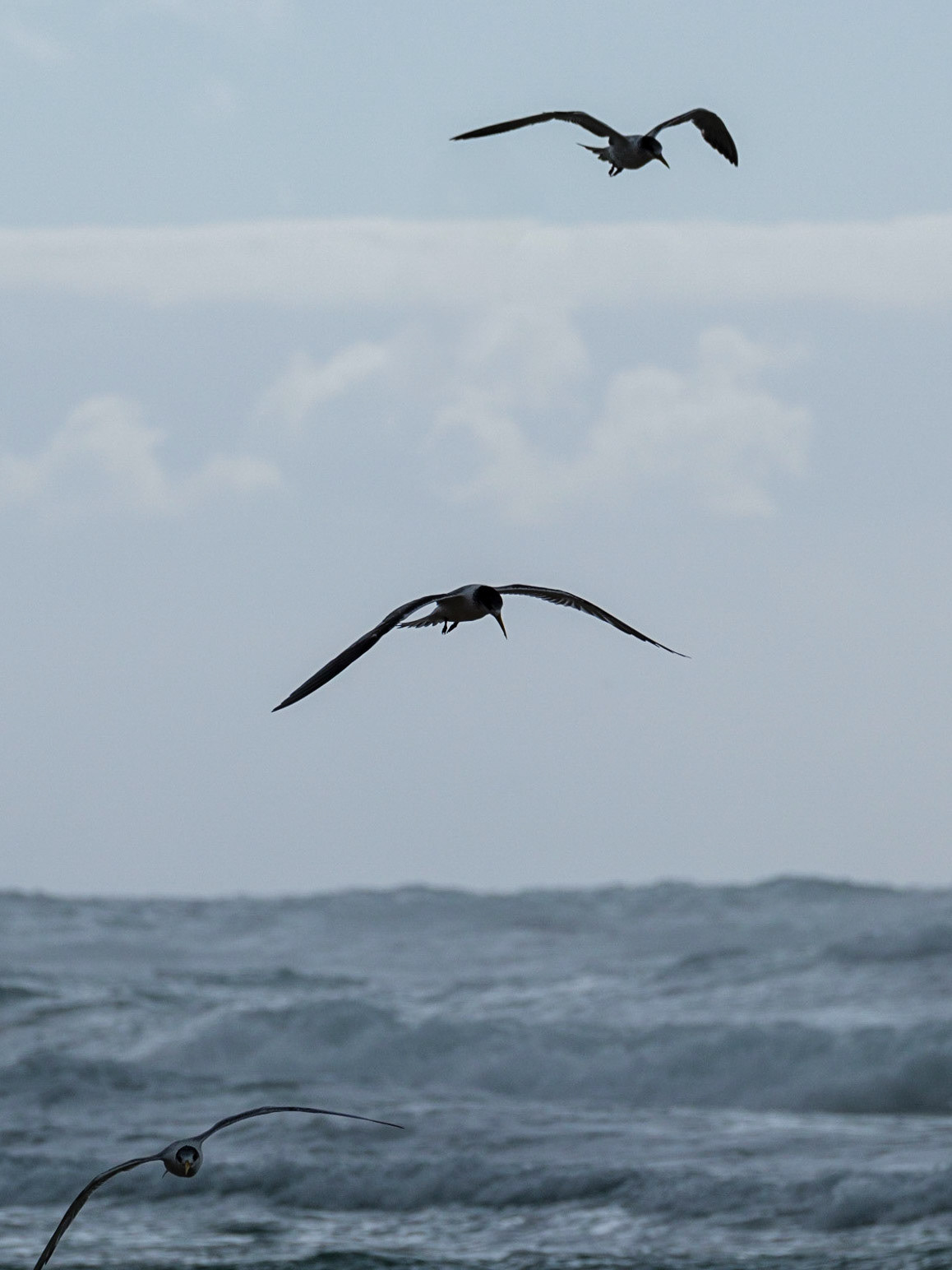 Terns on Teewah Beach