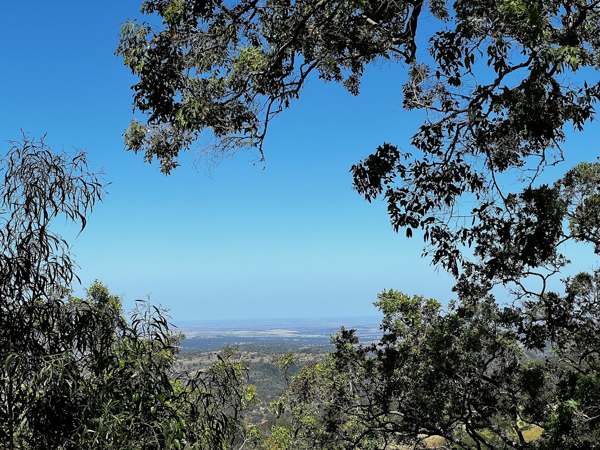 Bunya Mountains - Munros Camp Walk