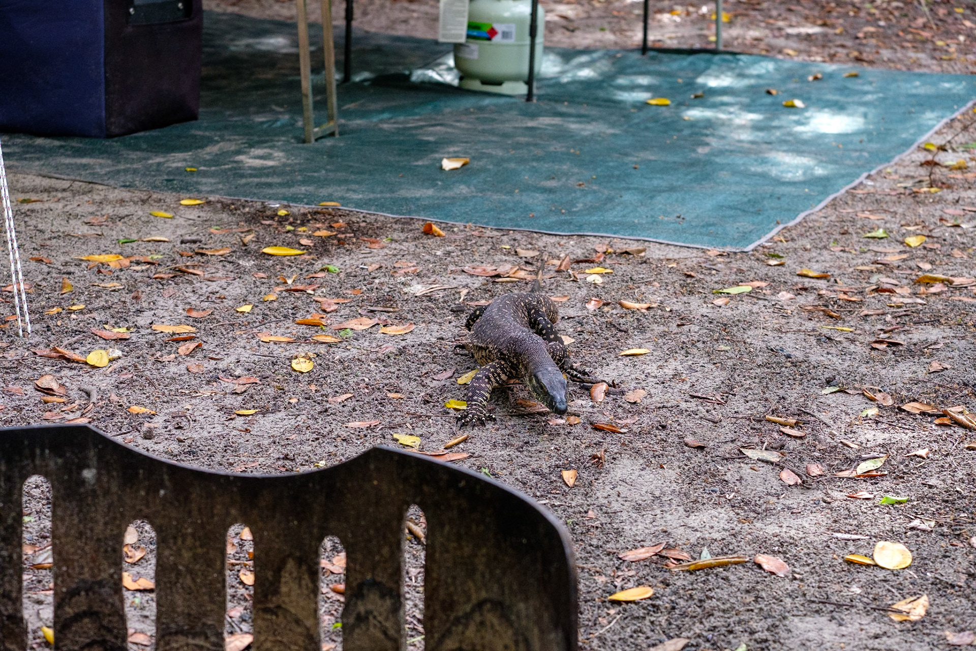 A goanna wanders through