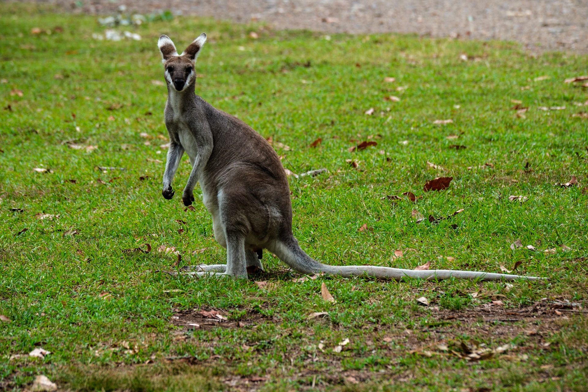 Wallabies - Cania Gorge