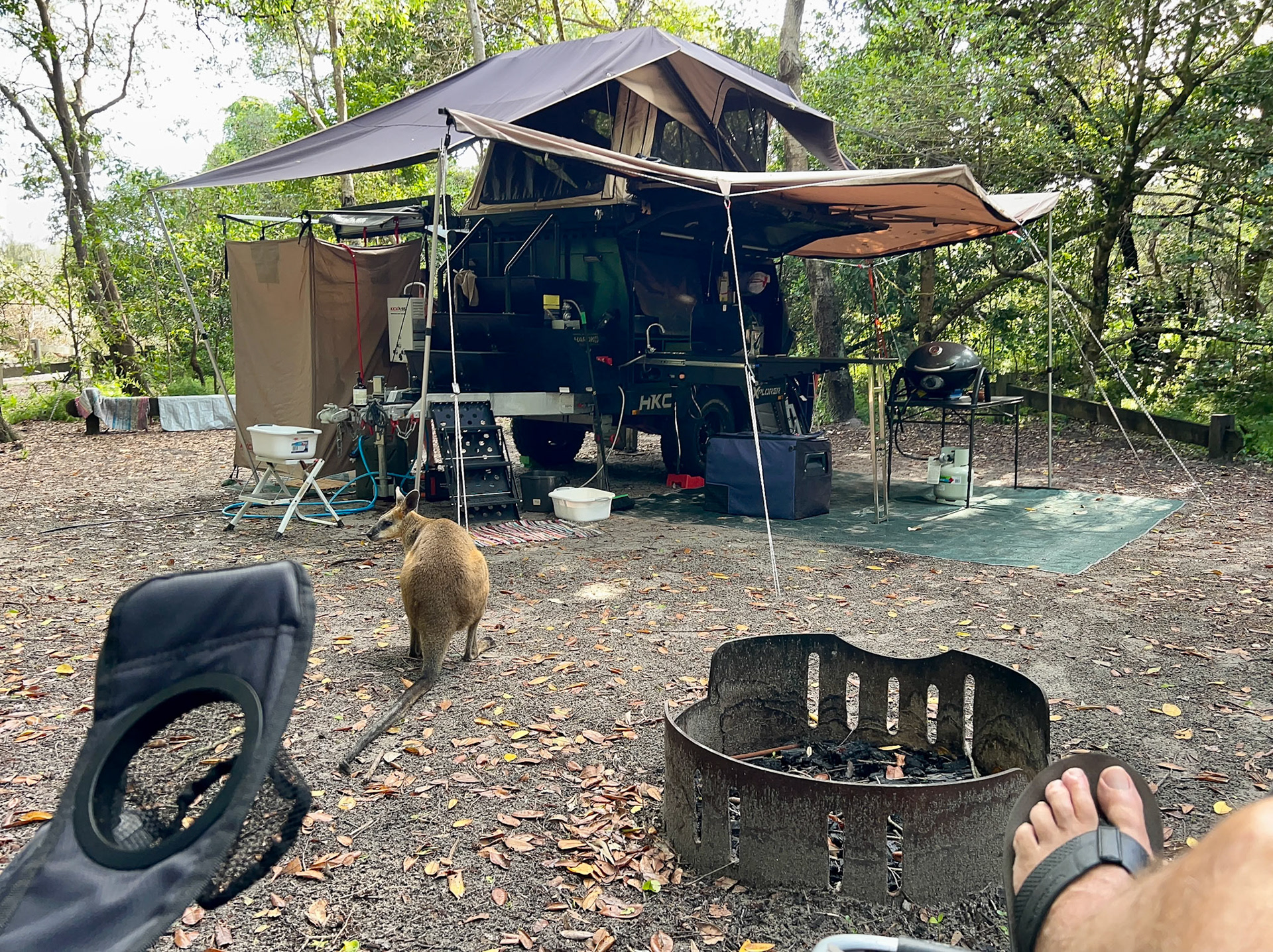 A wallaby visits our campsite