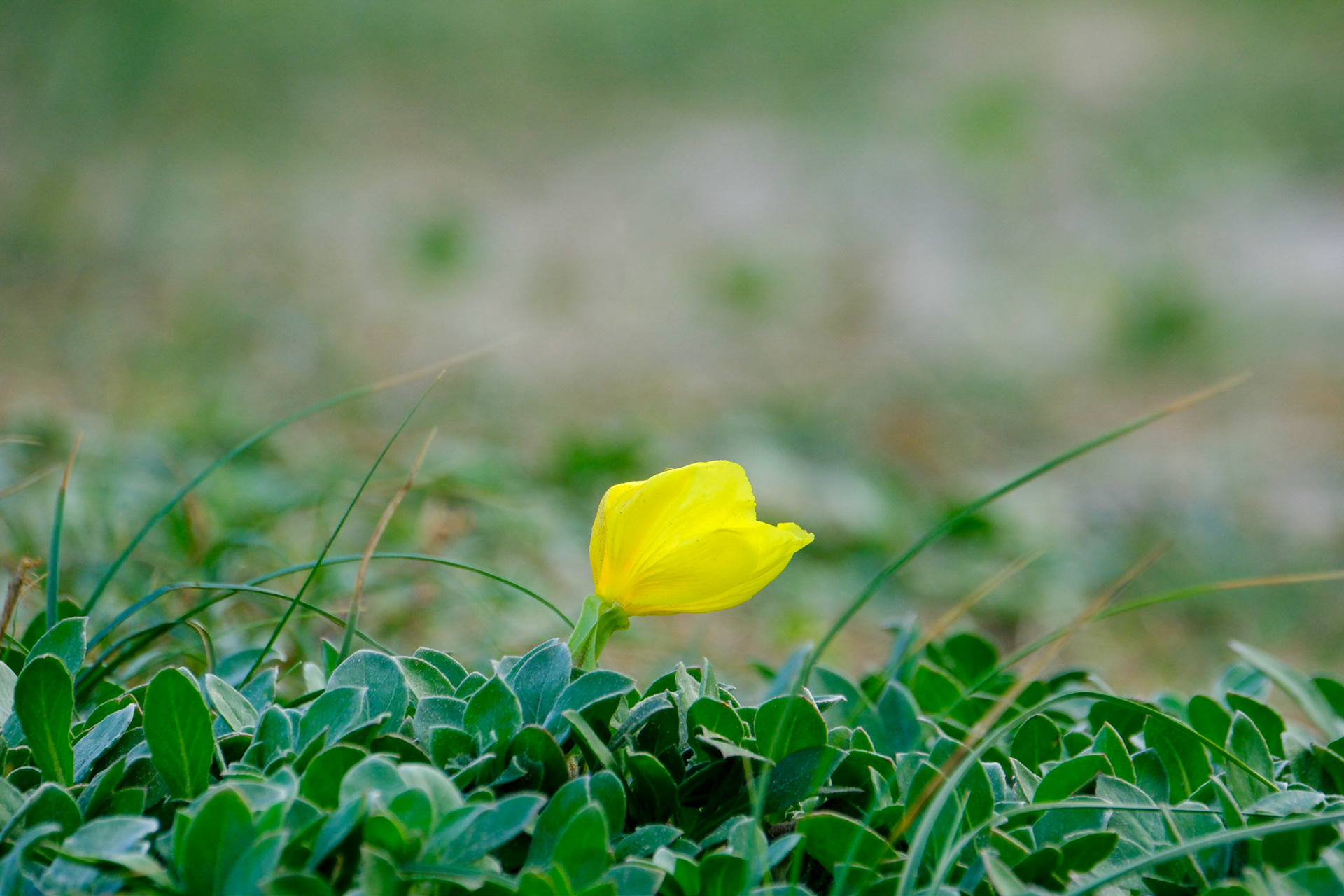 Beach Evening Primrose