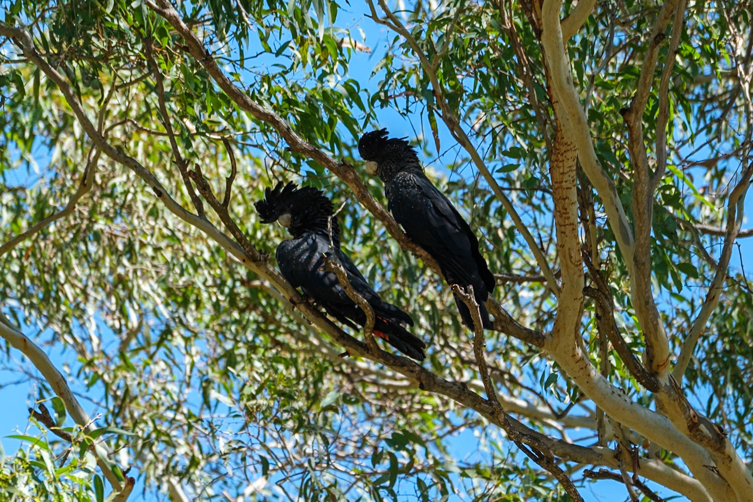 Red-Tailed Black Cockatoo - Cania Gorge