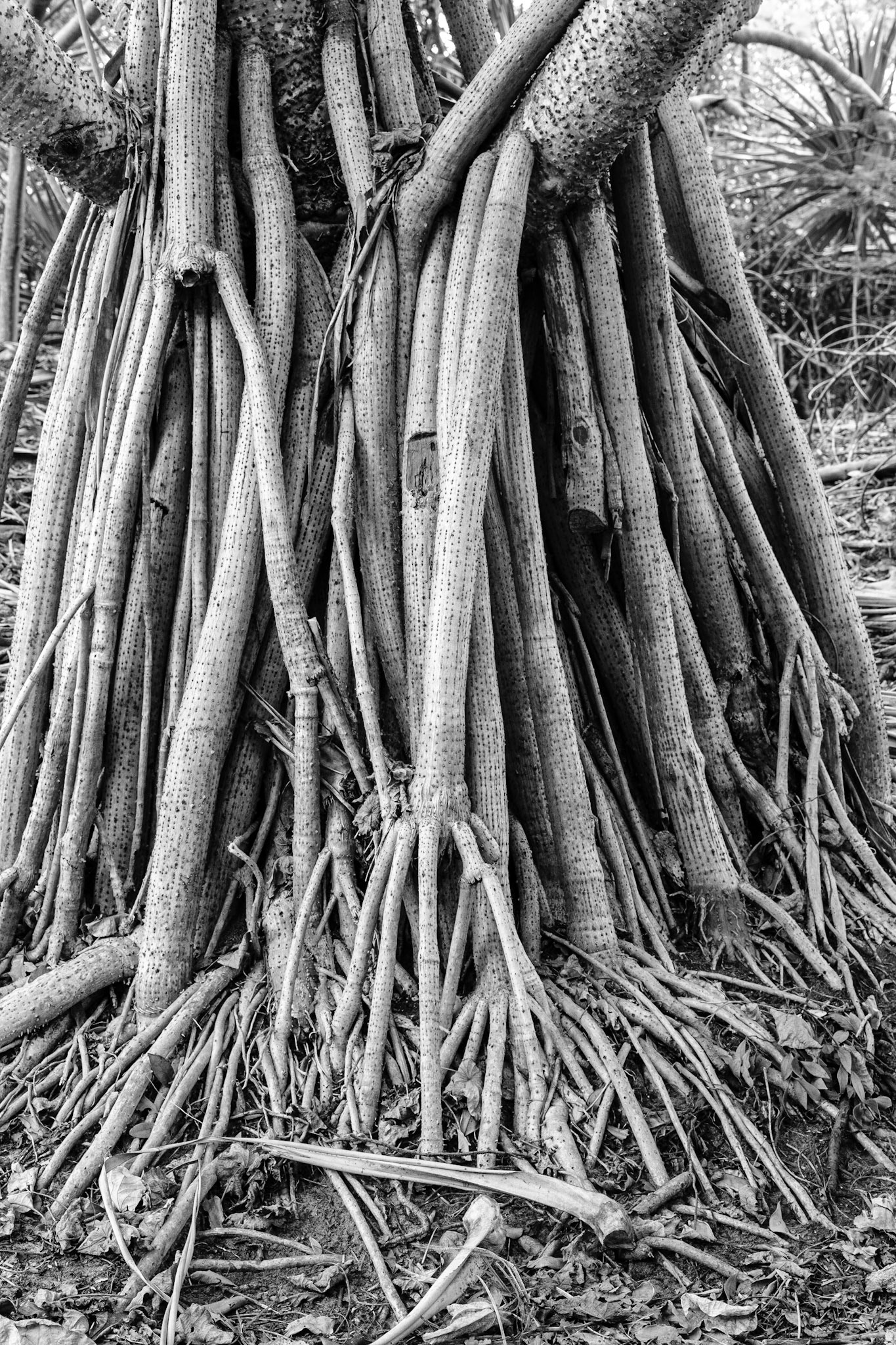 Pandanus