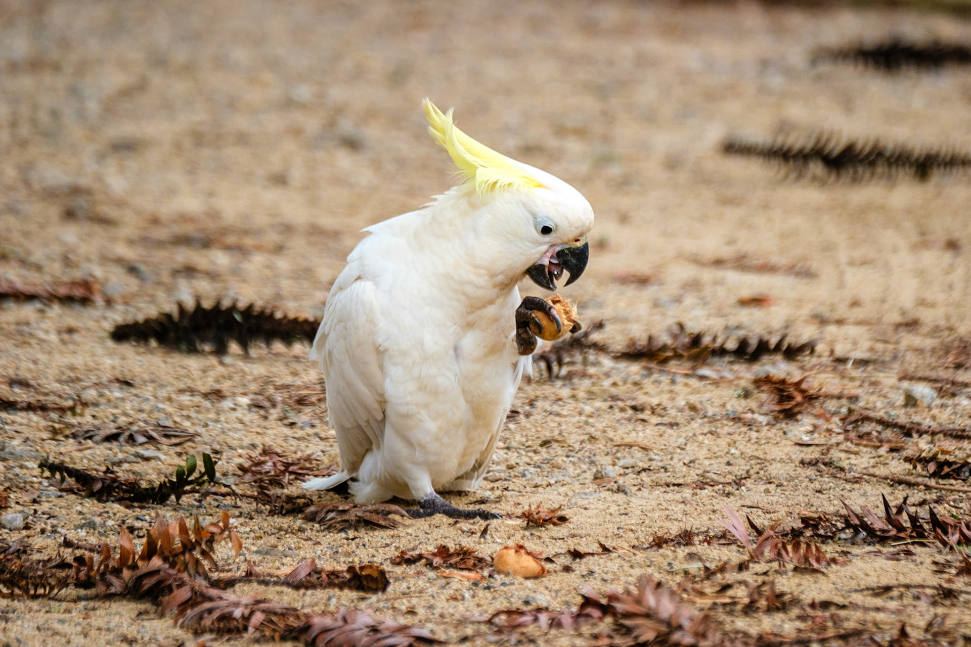 Sulphur-Crested Cockatoos love bunya nuts