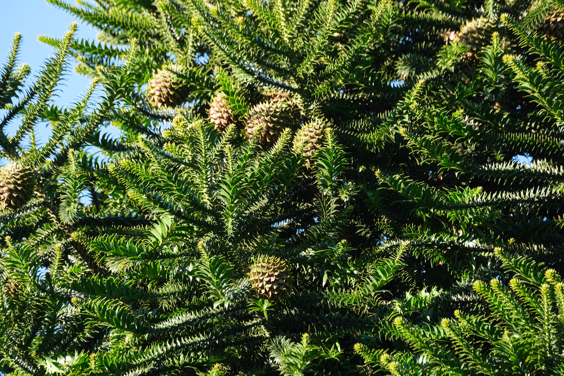 Bunya Mountains - Bunya Nuts