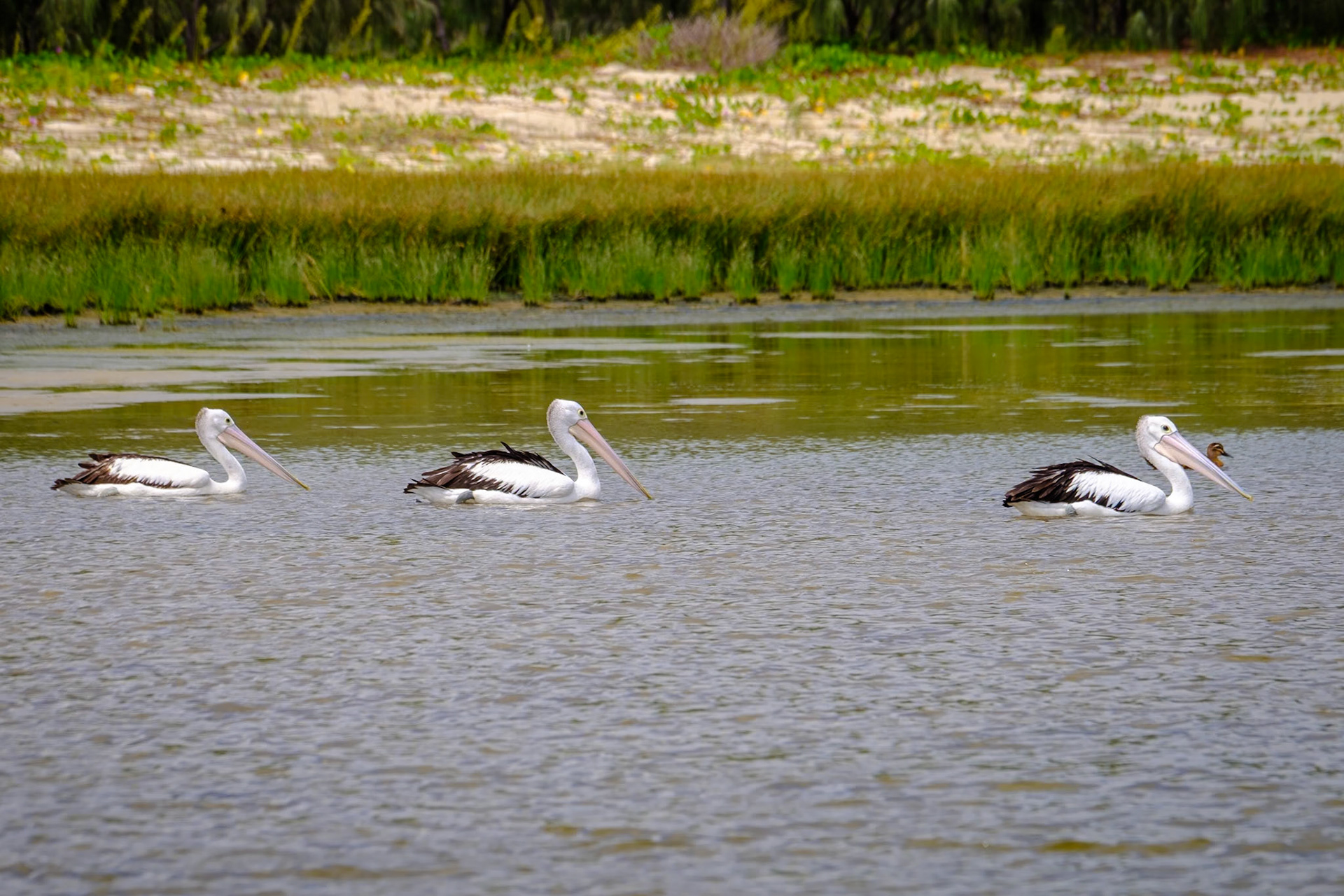 Pelicans at North Point, Moreton Island