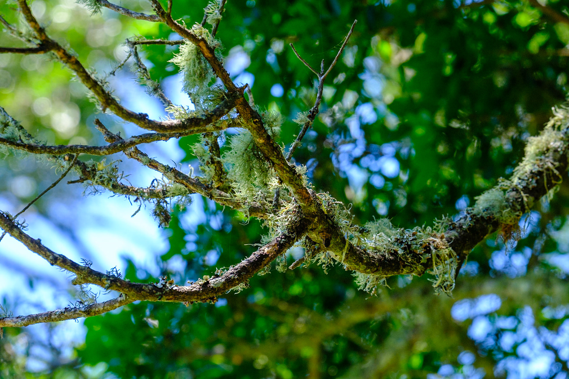 Bunya Mountains - Russel Park Walk