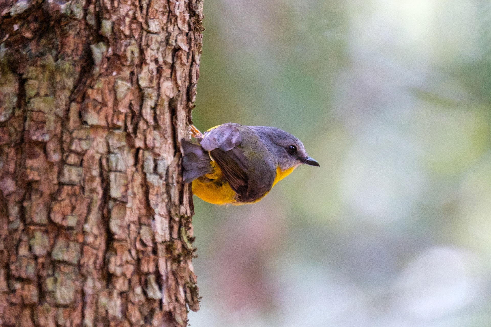 Eastern Yellow Robin - Bouloumba Creek, Conandale National Park