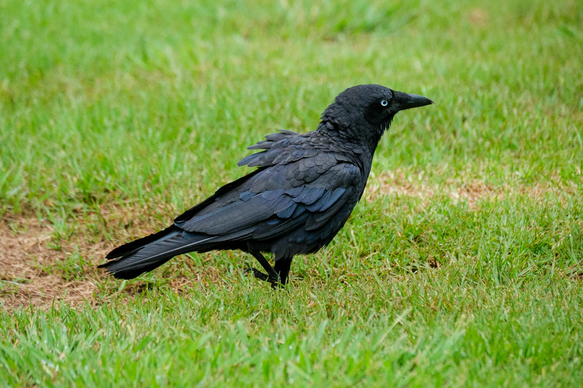 Australian Raven
