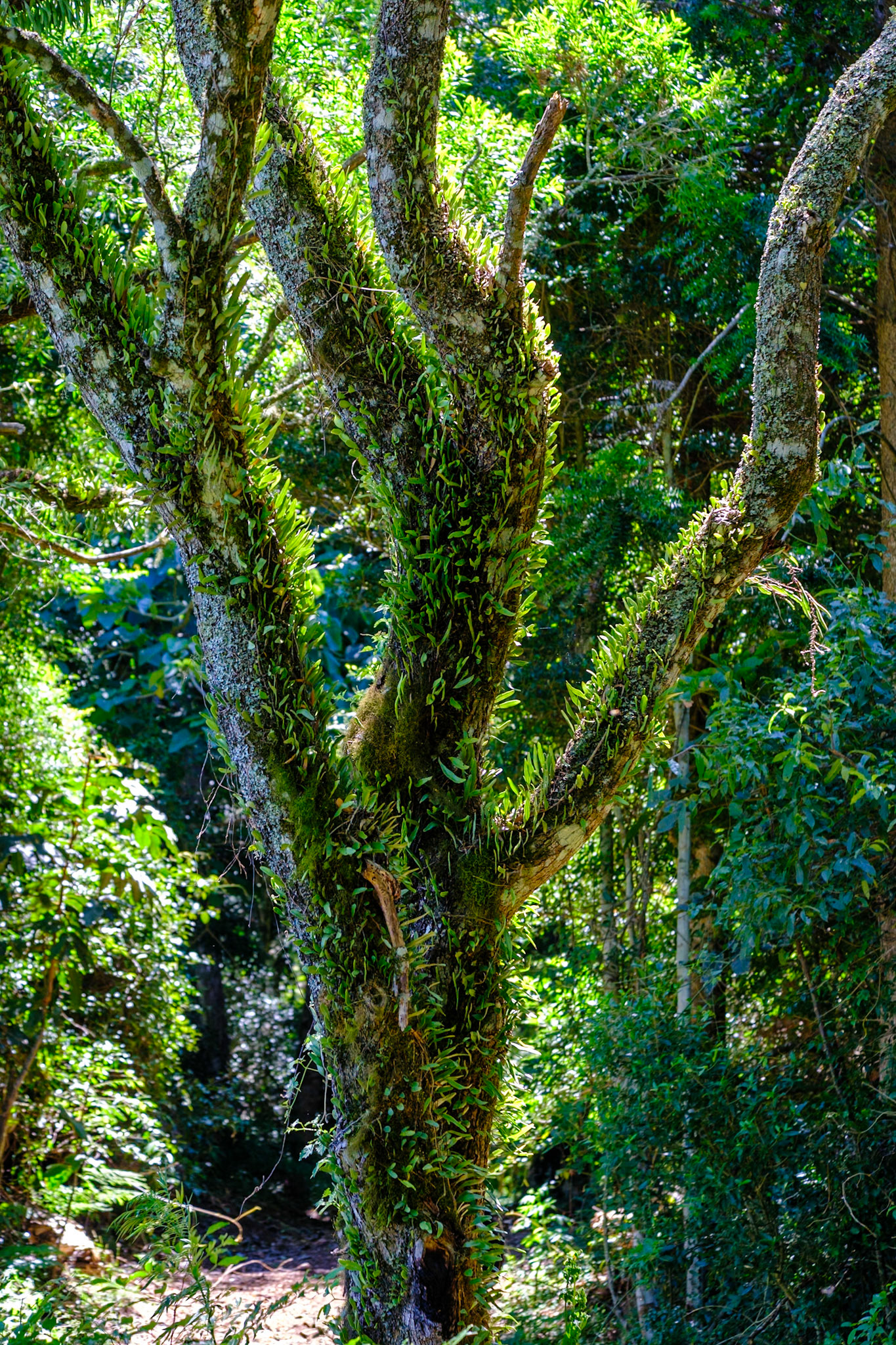 Bunya Mountains - Russel Park Walk