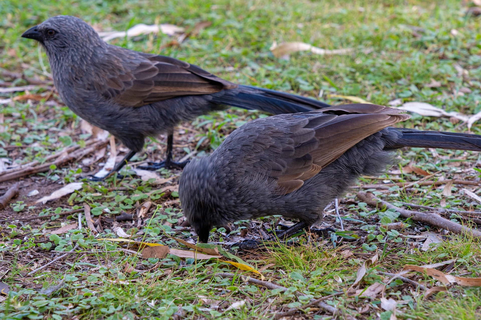 Daily bird feeding
