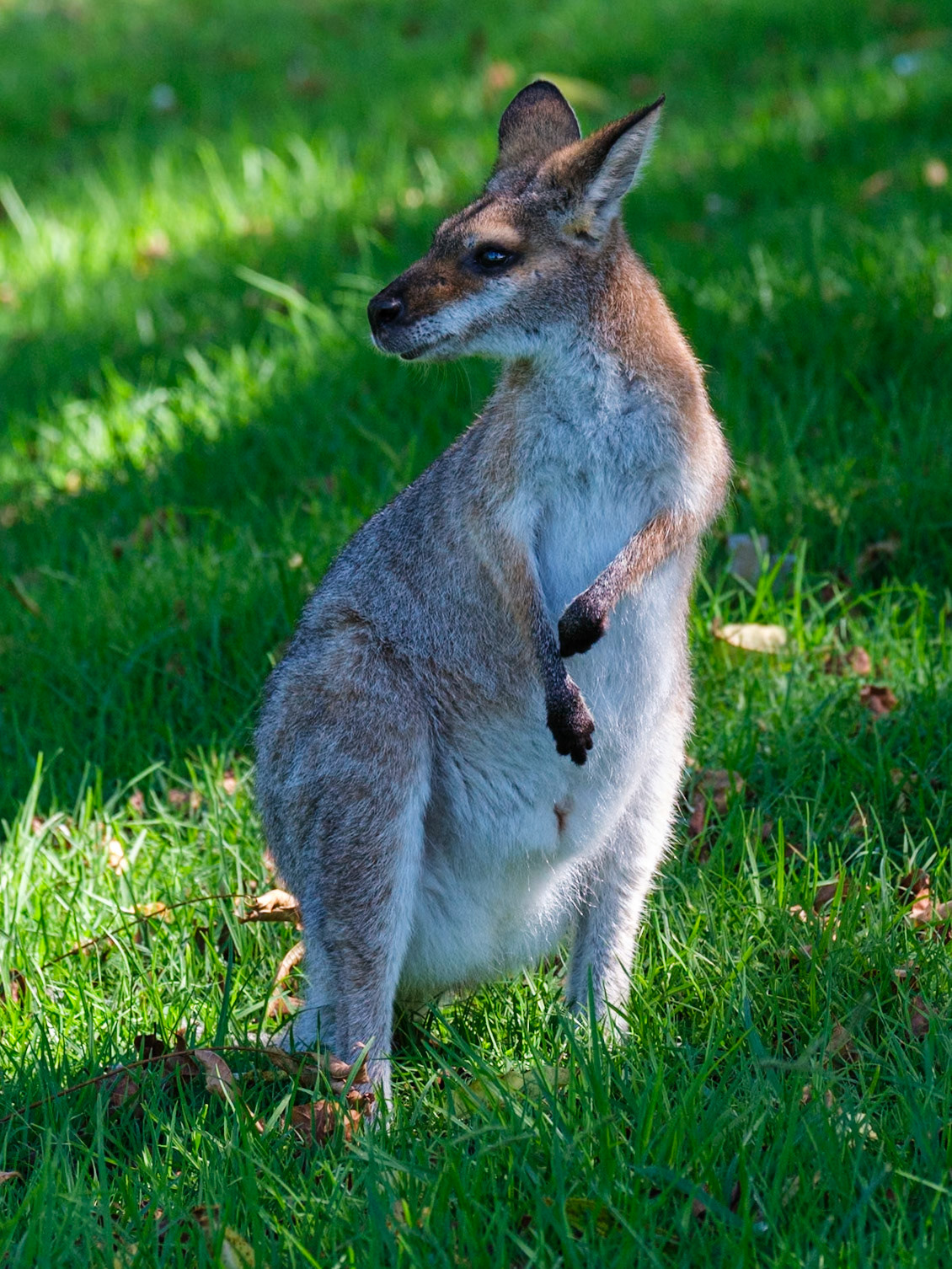 Bunya Mountains - Wallabies at Dandabah