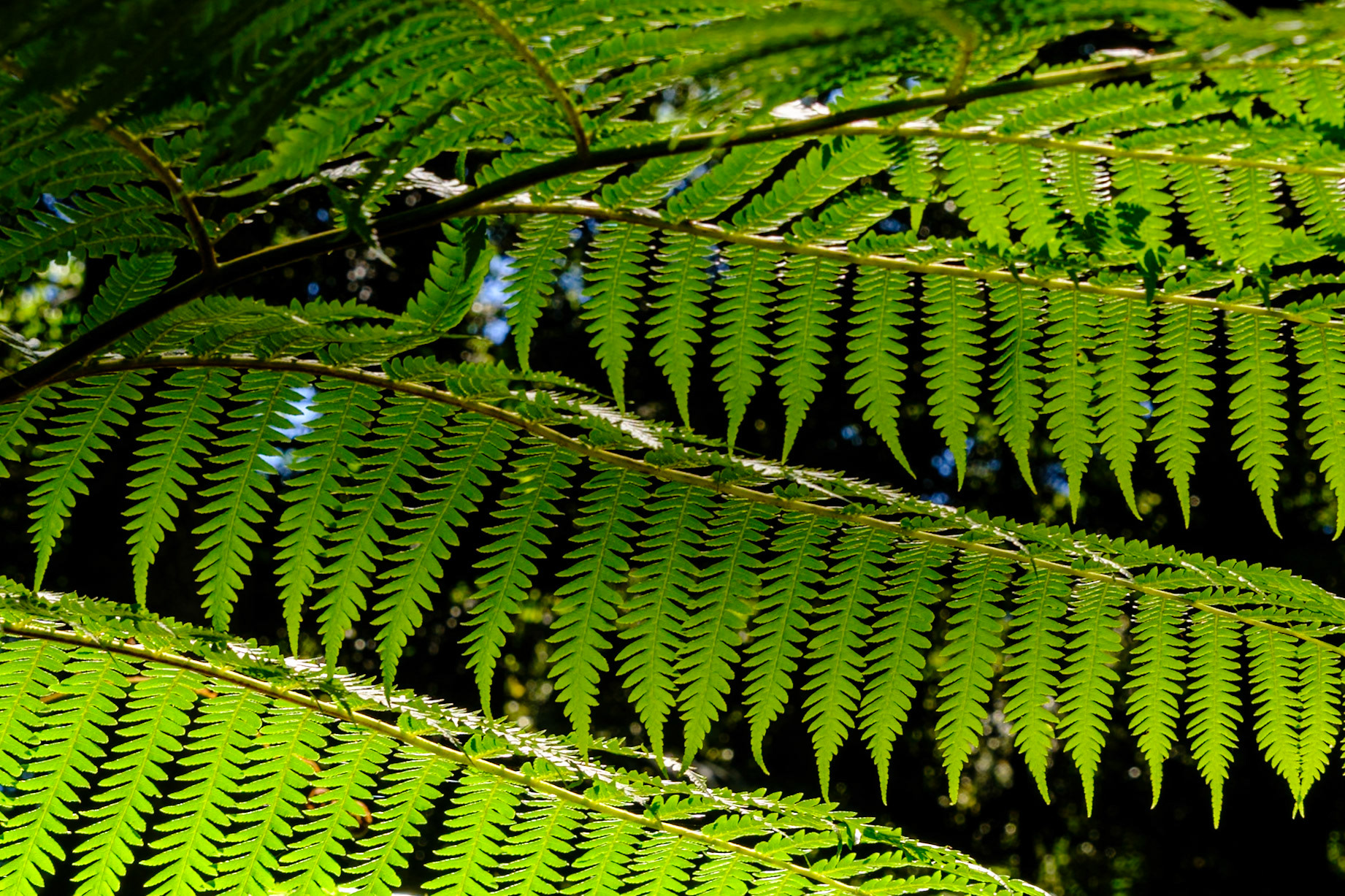 Bunya Mountains