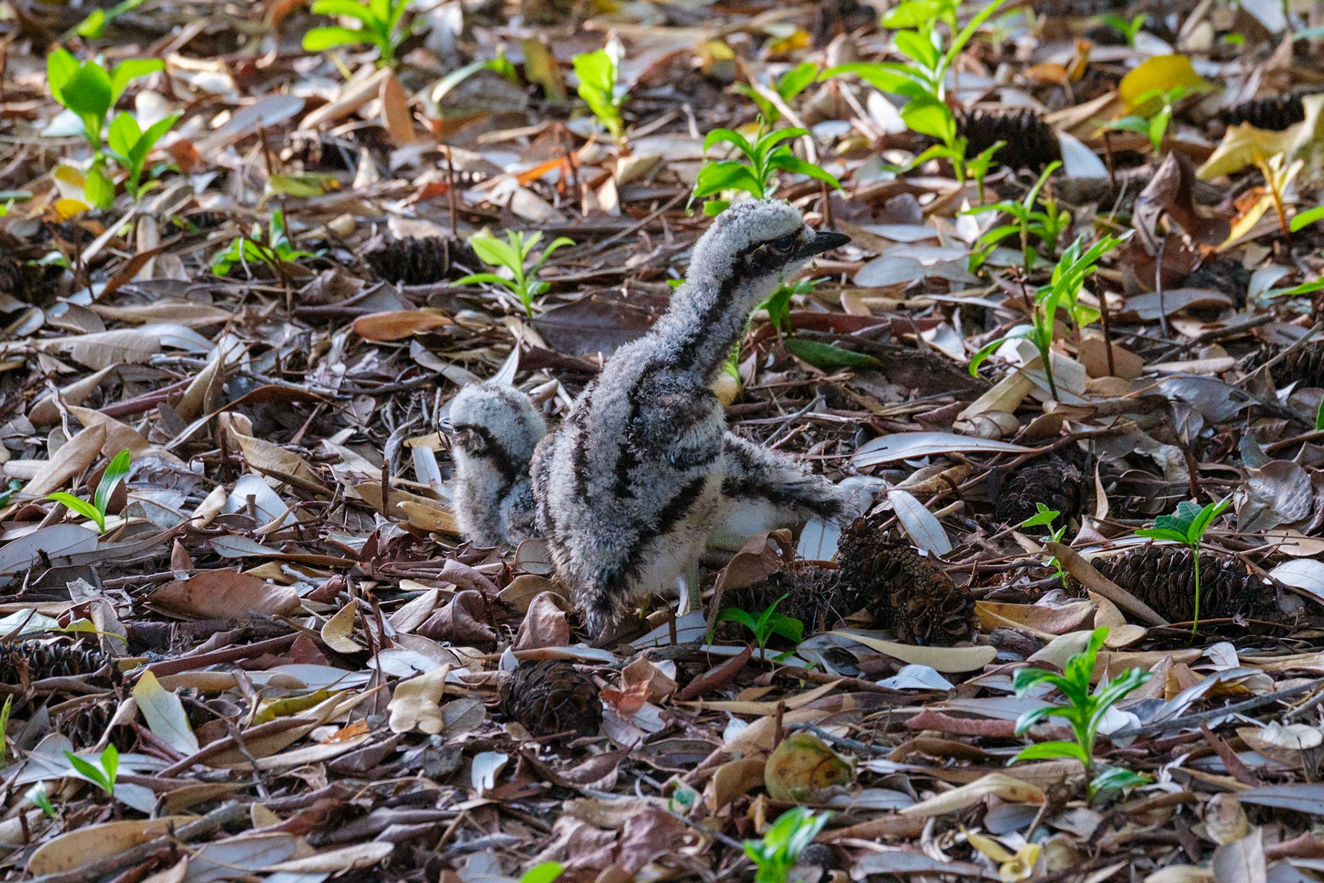 Bush Stone Curlew & chicks - Bribie Island National Park